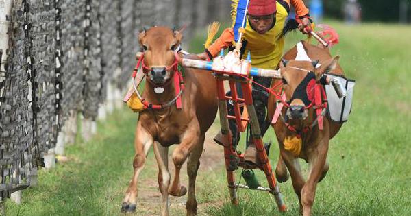 Mengenal Sejarah Tradisi Karapan Sapi Khas Masyarakat Madura Daerah