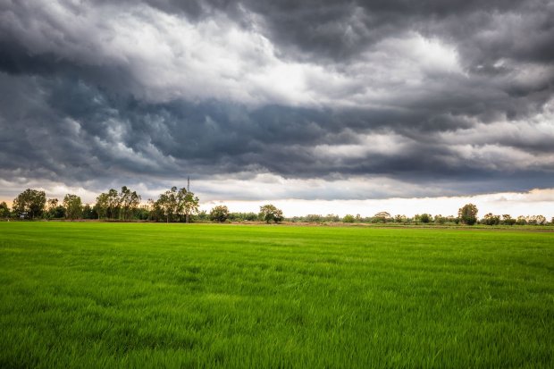 dark clouds over paddy field