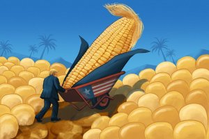 Kesepakatan Tarif Trump yang Bikin Petani Jagung Gorontalo Ketar-Ketir