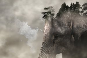 Proyek Karbon Merambah Rumah Gajah