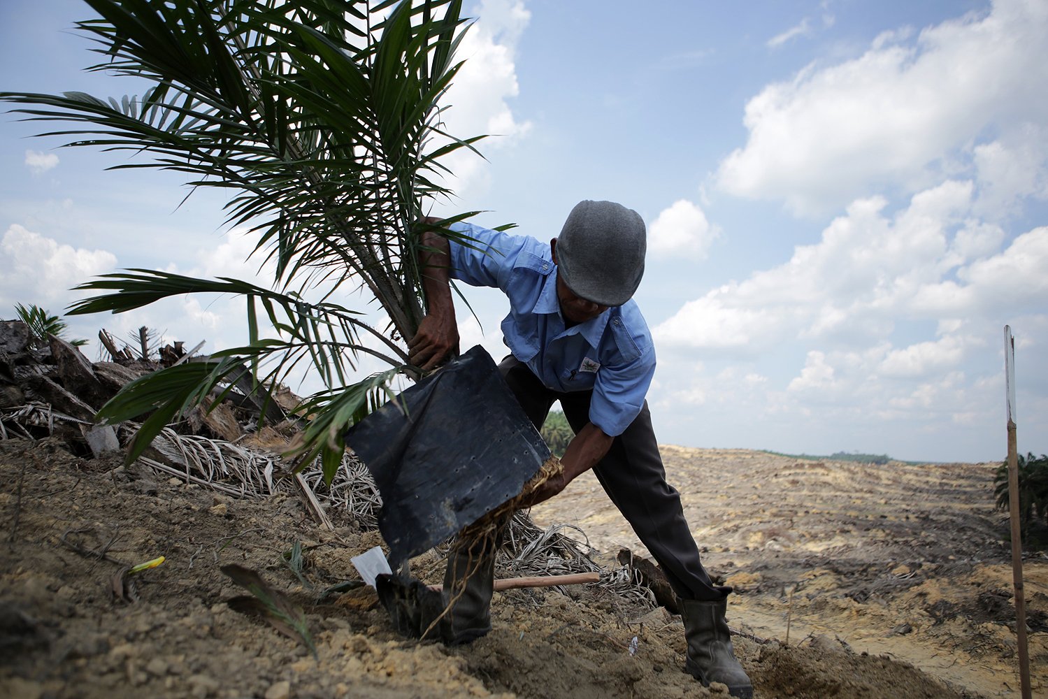 Petani melakukan proses penanaman ulang (replanting) pohon kelapa sawit di Riau.