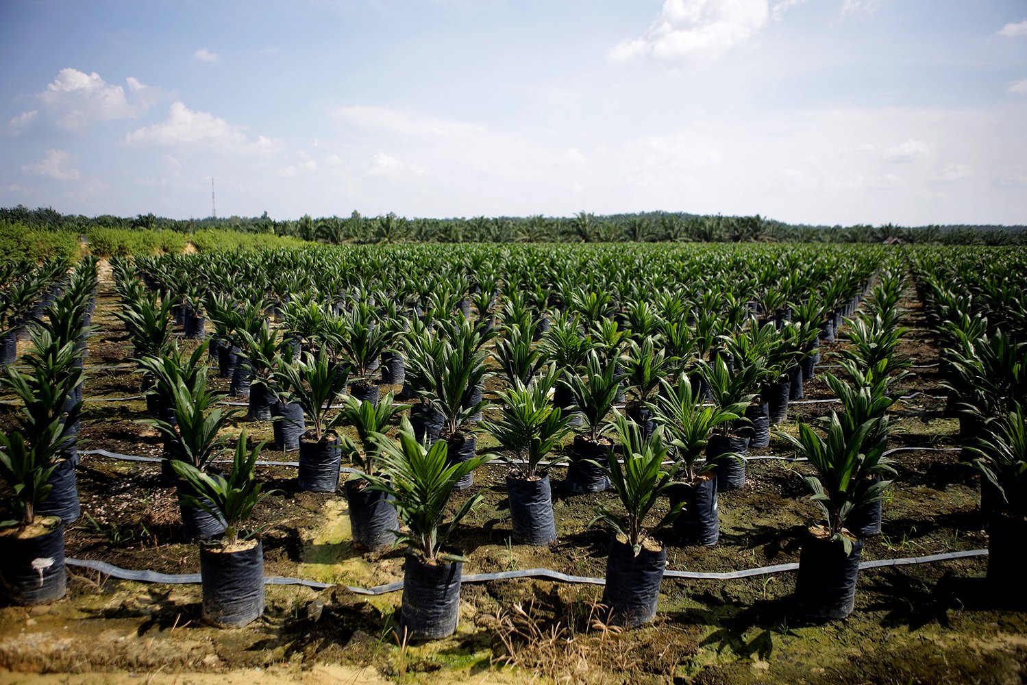 Kebun pembibitan kelapa sawit di Riau.
