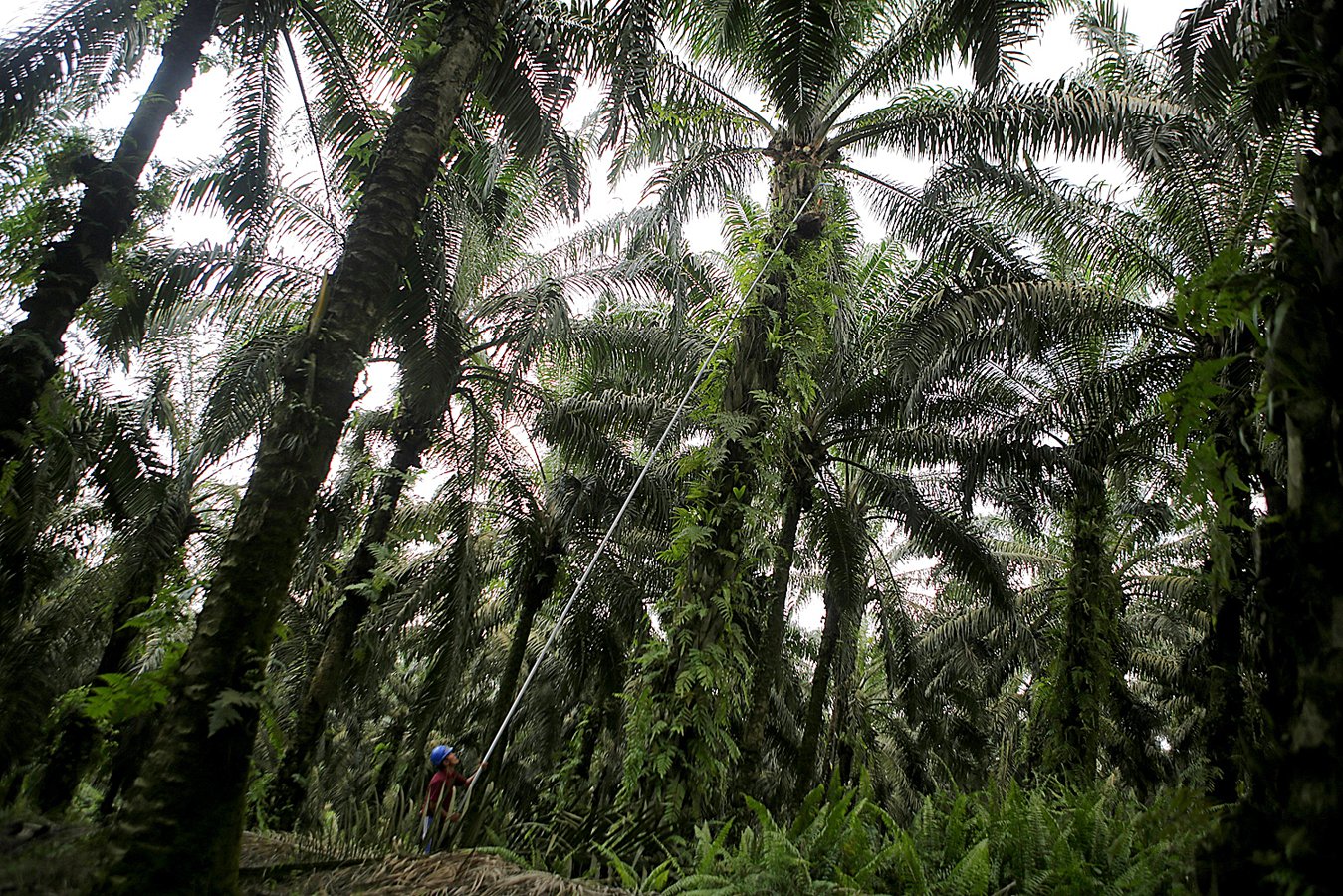 Petani melakukan panen buah kelapa sawit di salah satu perkebunan di Riau.