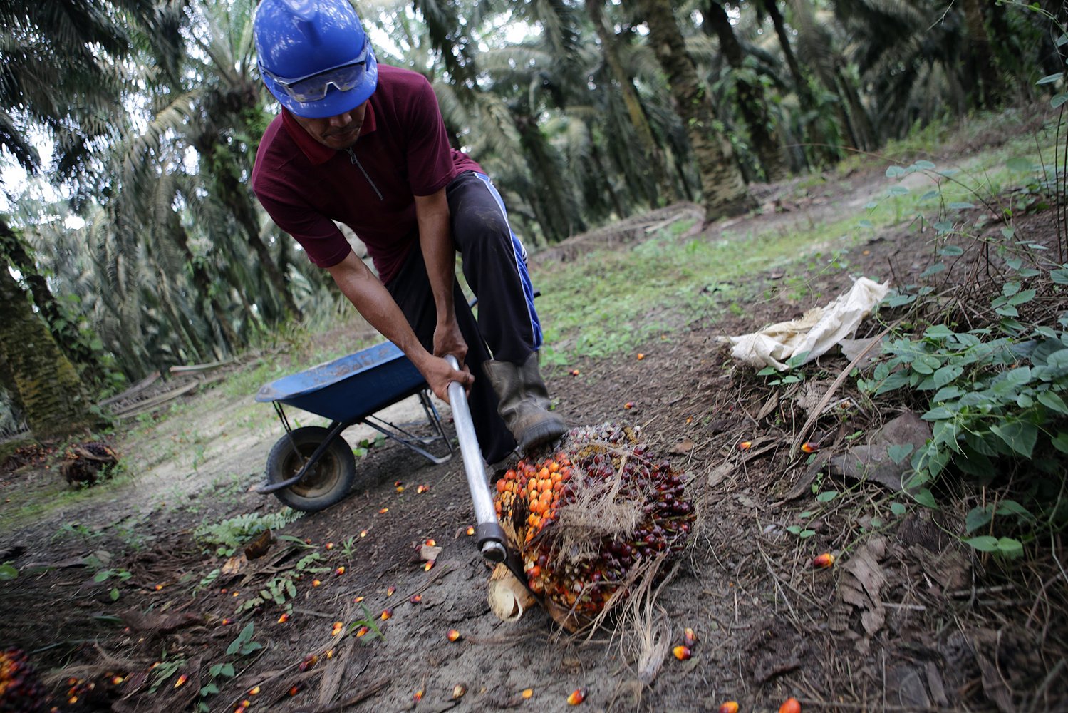 Petani memanen buah kelapa sawit di salah satu perkebunan di Riau.