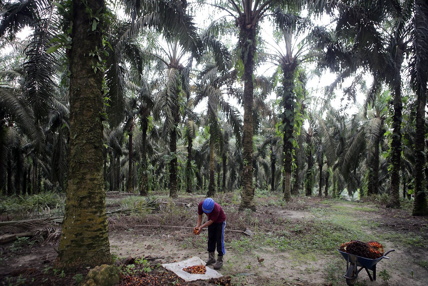Petani mengumpulkan butiran buah kelapa sawit yang jatuh berhamburan saat panen di salah satu perkebunan di Riau.