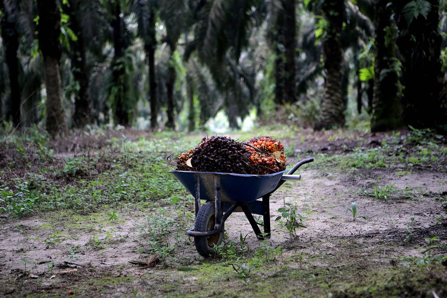 Buah kelapa sawit hasil panen di salah satu perkebunan di Riau.