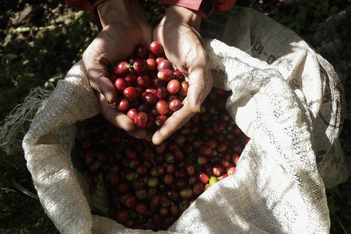 Petani memetik kopi Arabica Gayo di kebun milik mereka di Takengon, Provinsi Aceh, Indonesia pada 17 Desember 2017. Kopi Arabica Gayo merupakan salah satu kopi terbaik dunia, pada tahun 2017, jumlah produksi kopi Arabica Gayo mencapai 46 ribu ton dan diekspor ke berbagai negara di dunia.