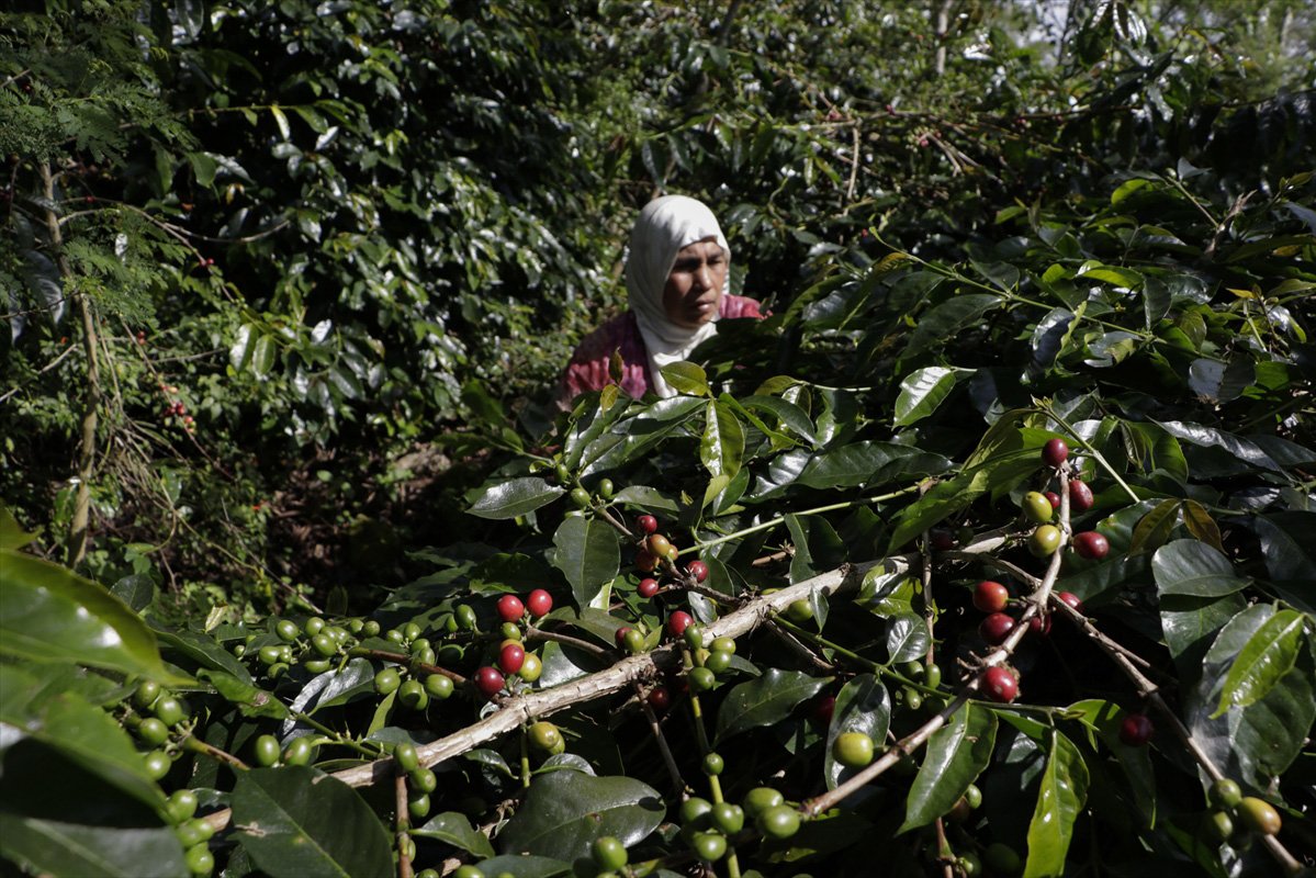 Perkebunan Kopi Gayo menghadapi masalah produktivitas lahan, yakni hanya menghasilkan sekitar 750 kilogram kopi per hektar. Jauh di bawah perkebunan kopi di Amerika Tengah dan Vietnam yang sudah mencapai 1 ton.