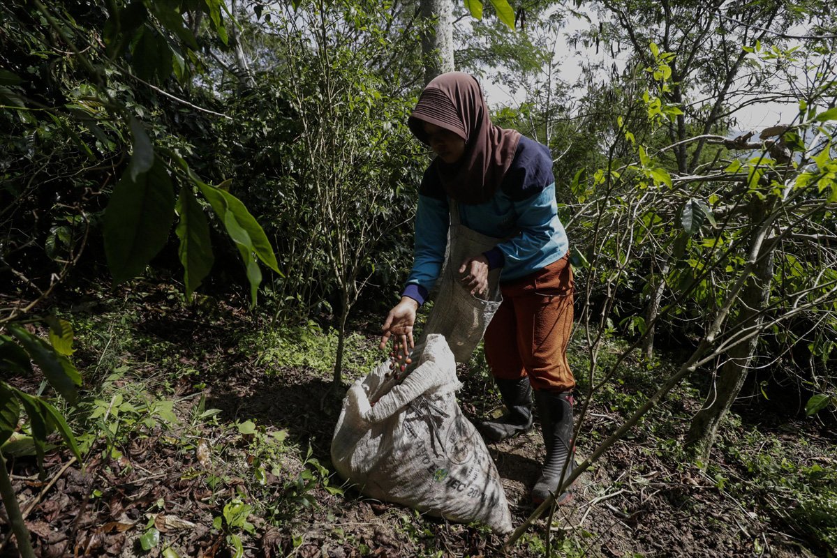 Para wanita memanen kopi dari pohon dan mengeringkannya, sebelum kopi kemudian diserahkan ke pabrik lokal dan akan disortir sesuai dengan kualitasnya.