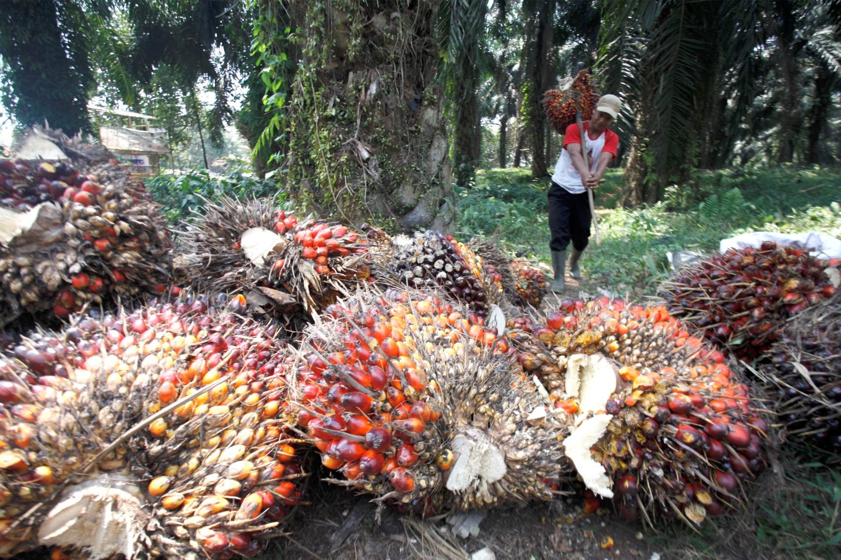 melestarikan industri minyak sawit negara