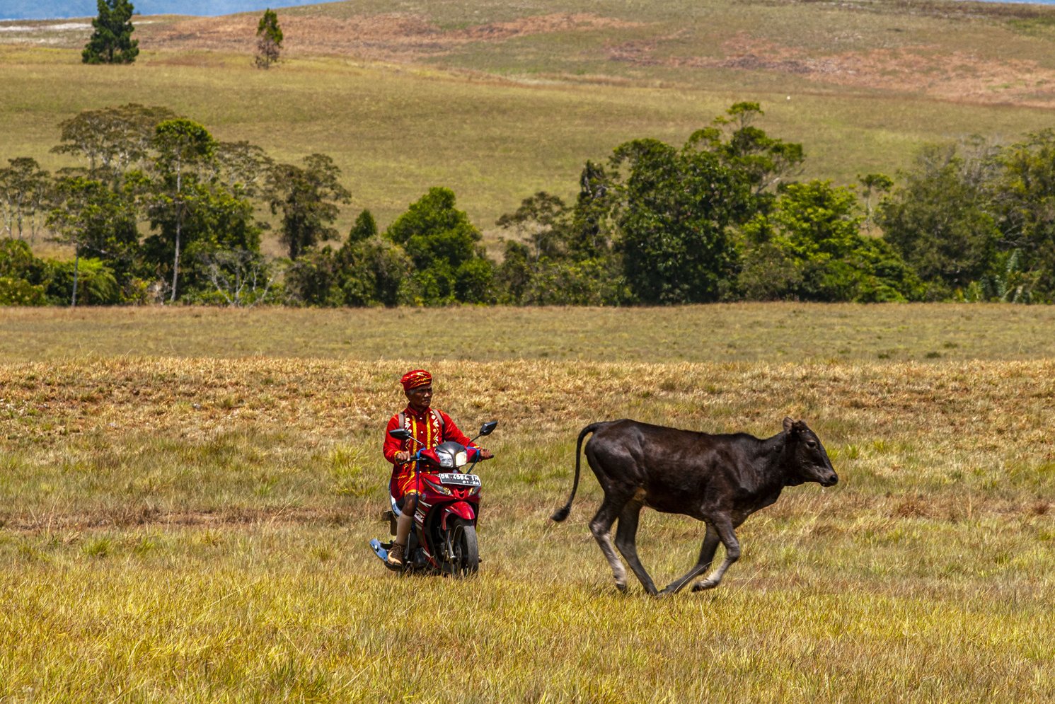 Pengelola peternakan menggembala hewan ternaknya sambil mengendarai sepeda motor di peternakan leluhur di Desa Winowanga, Lore Timur, Poso, Sulawesi Tengah.