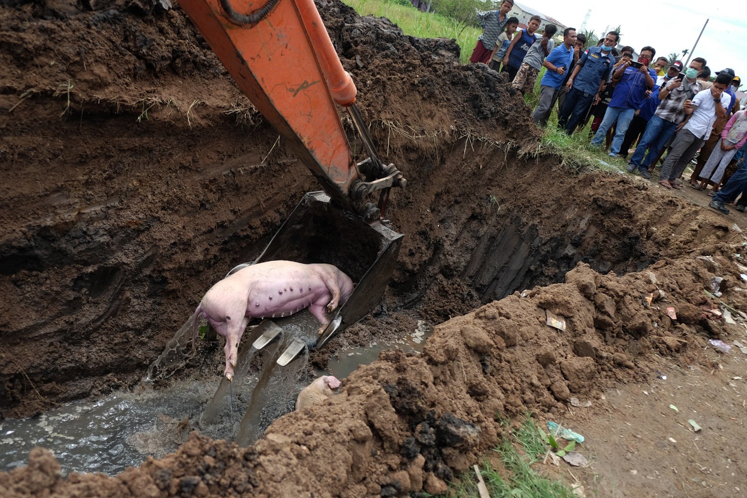 Petugas dengan alat berat memasukkan bangkai babi ke lubang saat akan dikuburkan, di tepi Sungai Bederah, Kelurahan Terjun, Medan, Sumatera Utara, Selasa (12/11/2019).