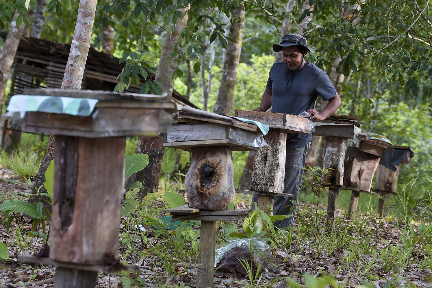 Togos Naho (30) memeriksa lebah madu Kelulut (Trigona itama) di tempat pembudidayaan madu di Dusun Bahta, Desa Bahta, Kecamatan Bonti, Sanggau, Kalimantan Barat. Togos memanen 600 kg madu kelulut yang merupakan masa puncak panen madu. Setiap madu yang dikemas dalam botol berukuran 150 mililiter dijual seharga Rp150 ribu.