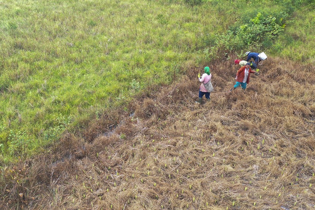 Sejumlah petani beraktivitas di sawah milik Junaedi di Dusun Sungai Langer, Desa Mengkiang, Sanggau, Kalimantan Barat, Junaedi (50) juga telah meninggalkan praktik membuka lahan dengan cara dibakar. Di sawah seluas 0,8 hektare yang berada di kawasan Hutan Tanaman Industri (HTI) ini, Junaedi berhasil menanam padi organik dengan metode sawah tadah hujan yang menghasil gabah kering sebanyak 2,8 hingga tiga ton dalam satu kali masa panen.