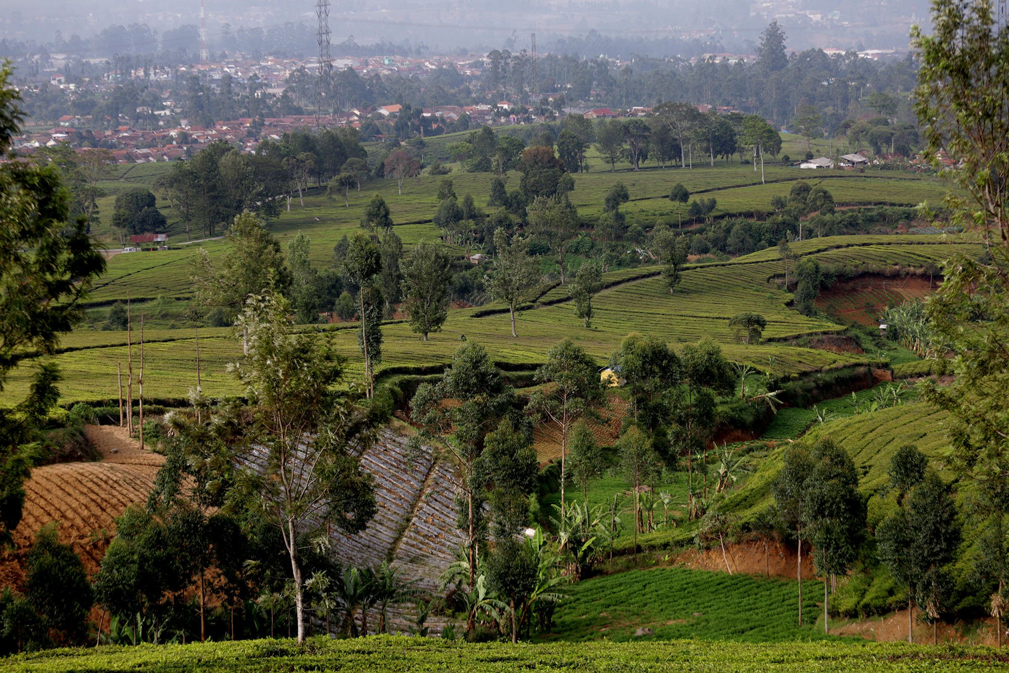 Suasana perkebunan teh dan kopi di pegunungan Malabar, Bandung, Jawa Barat (15/11/2019). 