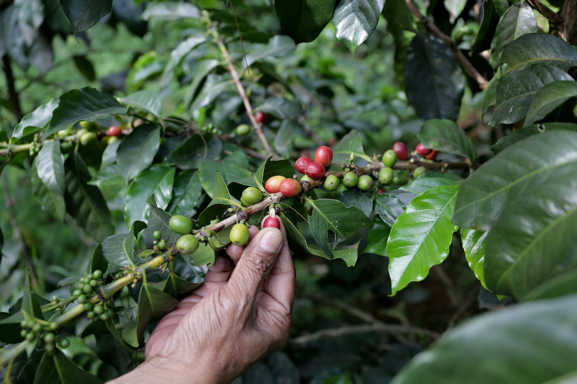 Petani dari perkebunan Malabar Mountain Coffee memetik biji kopi yang sudah matang atau cherry di pegunungan Malabar, Bandung, Jawa Barat (15/11/2019). 