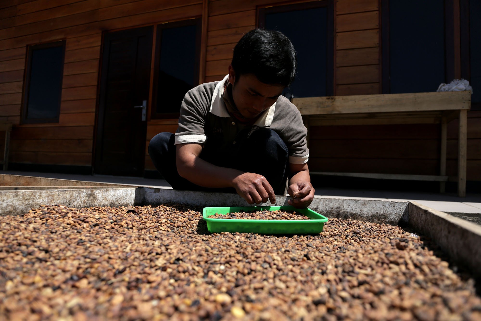 Pekerja Mountain Malabar Coffee memilih dan menyortir biji kopi yang berkualitas baik di pegunungan Malabar, Bandung, Jawa Barat (15/11/2019). 