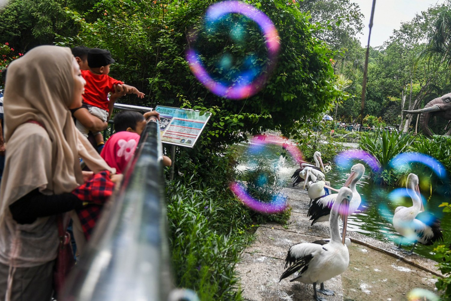 Pengunjung mengamati burung Pelikan (Pelecanus conspicillatus) saat berlibur di Taman Margasatwa Ragunan, Jakarta, Rabu (25/12/2019). Liburan hari raya Natal, dimanfaatkan warga Ibu kota Jakarta untuk berkunjung ke sejumlah tempat wisata termasuk Kebun Binatang Ragunan.