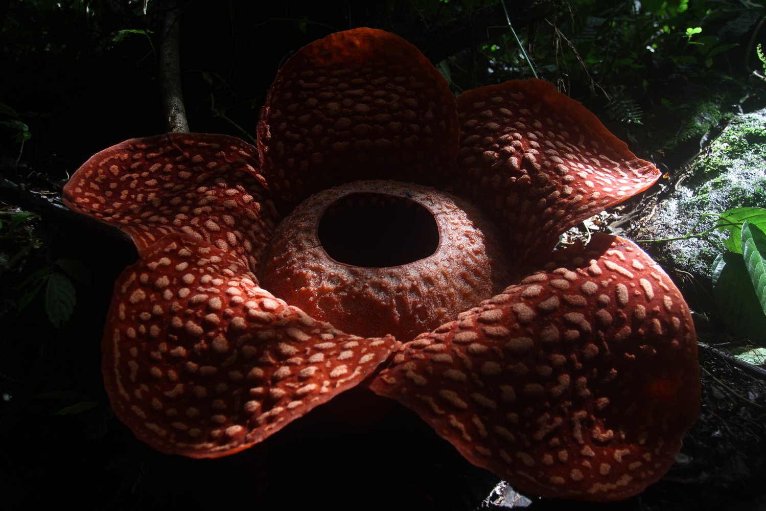 Bunga Rafflesia Tuan Mudae yang mekar di Jorong Marambuang, Nagari Baringin, Kecamatan Palembayan, Kabupaten Agam, Sumatera Barat, Selasa (31/12/2019). Tuan Mudae dengan diameter 111 cm diperkirakan mekar sempurna dengan diameter 117 cm ini merupakan jenis bunga Rafflesia yang tersebar yang di temukan di hutan cagar alam Maninjau pada 2017. 