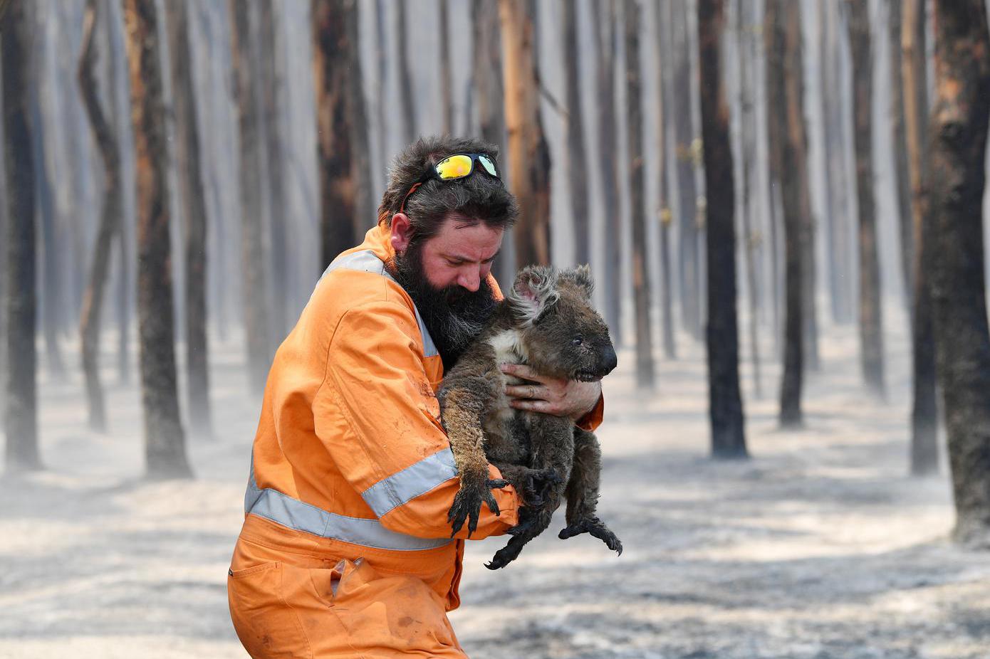Penyelamat binatang liar Adelaide Simon Adamczyk terlihat dengan seekor kuala yang diselamatkan di hutan terbakar di dekat Cape Borda di Kangaroo Island, barat daya Adelaide, Australia, Selasa (7/1/2020).