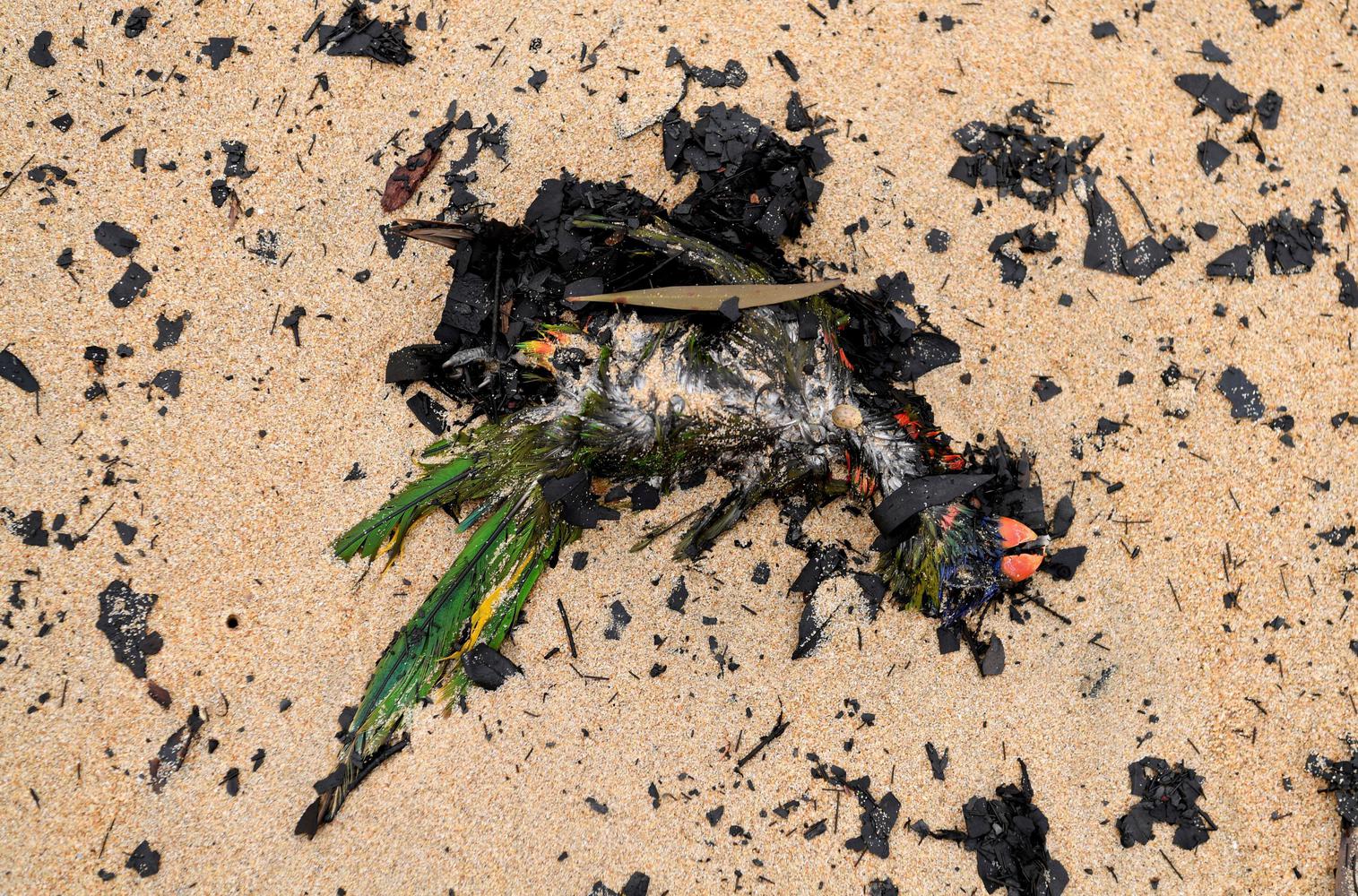 Bangkai burung asli Australia terilhat terdampar ke pantai di antara abu dan puing api di Pantai Boydtown di dekat Nullica River di Eden, Australia, Selasa (7/1/2020).