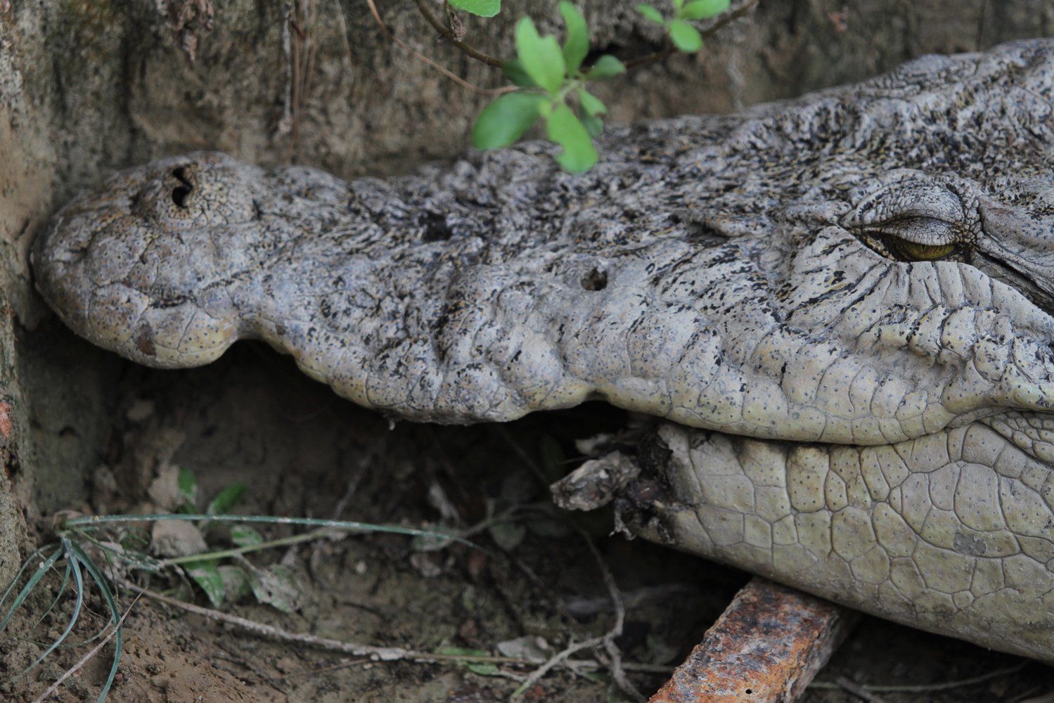 Buaya Muara (crocodylus porosus) kehilangan mulut bawah akibat berkelahi karena kelaparan di sebuah kolam penangkaran buaya Kelurahan Lapulu, Kendari, Sulawesi Tenggara, Selasa (7/1/2020). Penangkaran itu awalnya memelihara sekitar 50 ekor buaya namun menyusut hingga tujuh ekor buaya liar akibat pemiliknya tidak mampu lagi memberi makanan. 