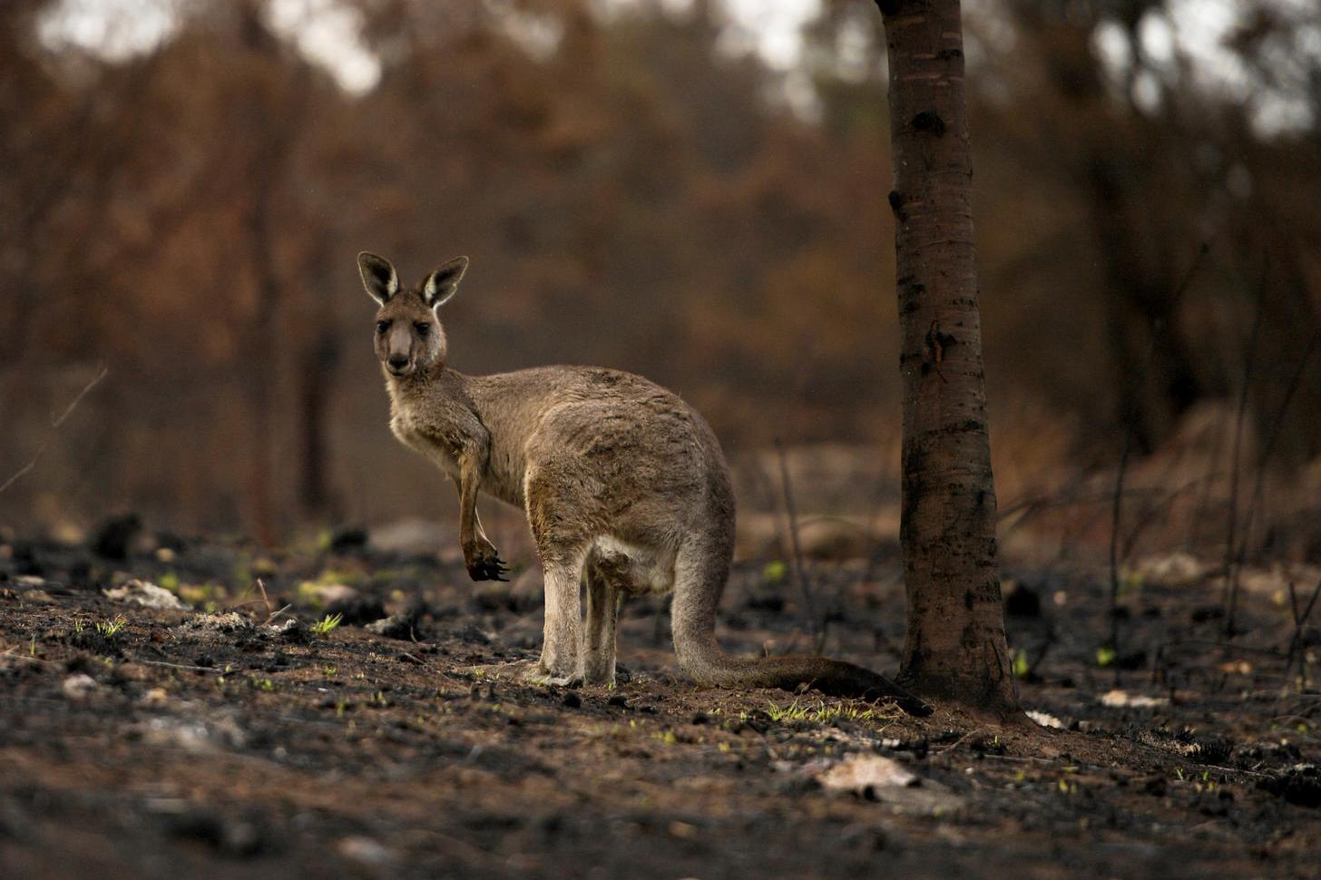 Seekor kanguru terluka dengan joey di kantongnya, tertatih-tatih melewati hutan yang terbakar di Cobargo, Australia, Kamis (9/1/2020).