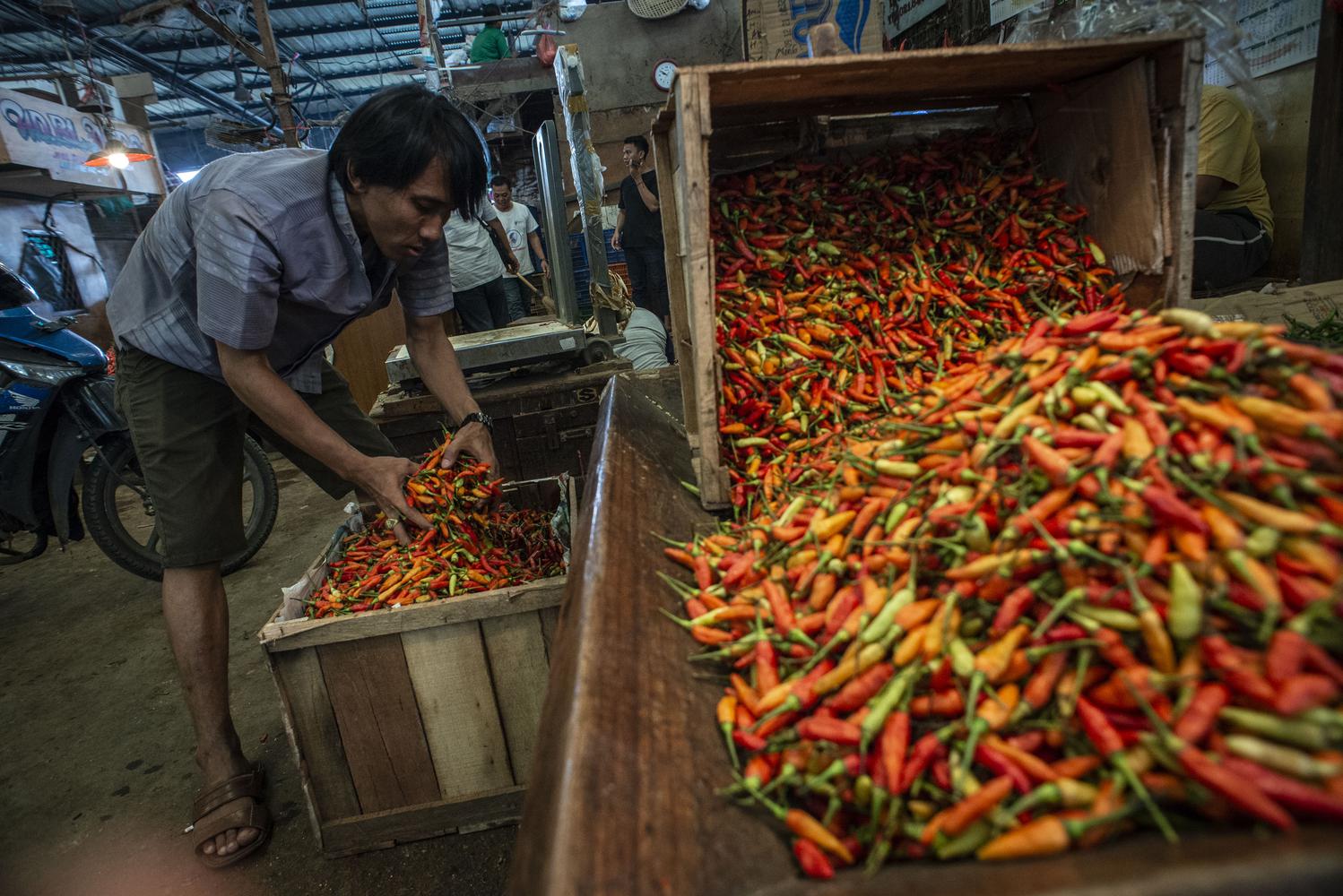 Pedagang memilah cabai rawit merah yang dijajakannya di Pasar Induk Kramat Jati, Jakarta, Selasa (14/1/2020). Sejumlah pedagang mengatakan harga cabai di wilayah Jakarta mengalami kenaikan secara variatif seperti cabai keriting dari Rp55 ribu menjadi Rp70