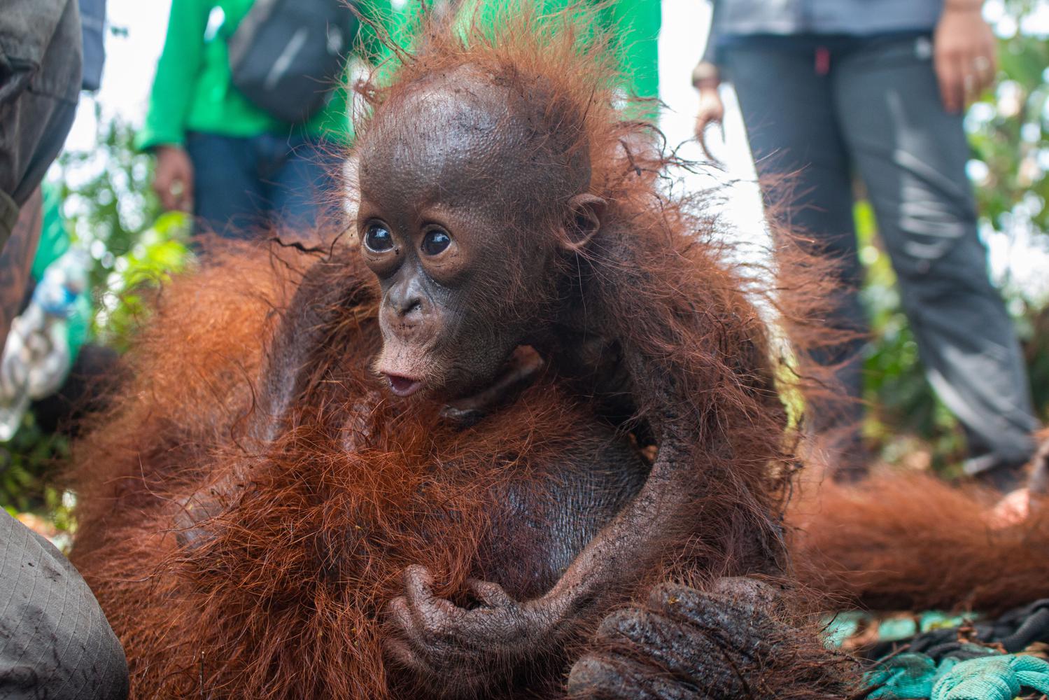 TRANSLOKASI DUA ORANGUTAN DI KETAPANG