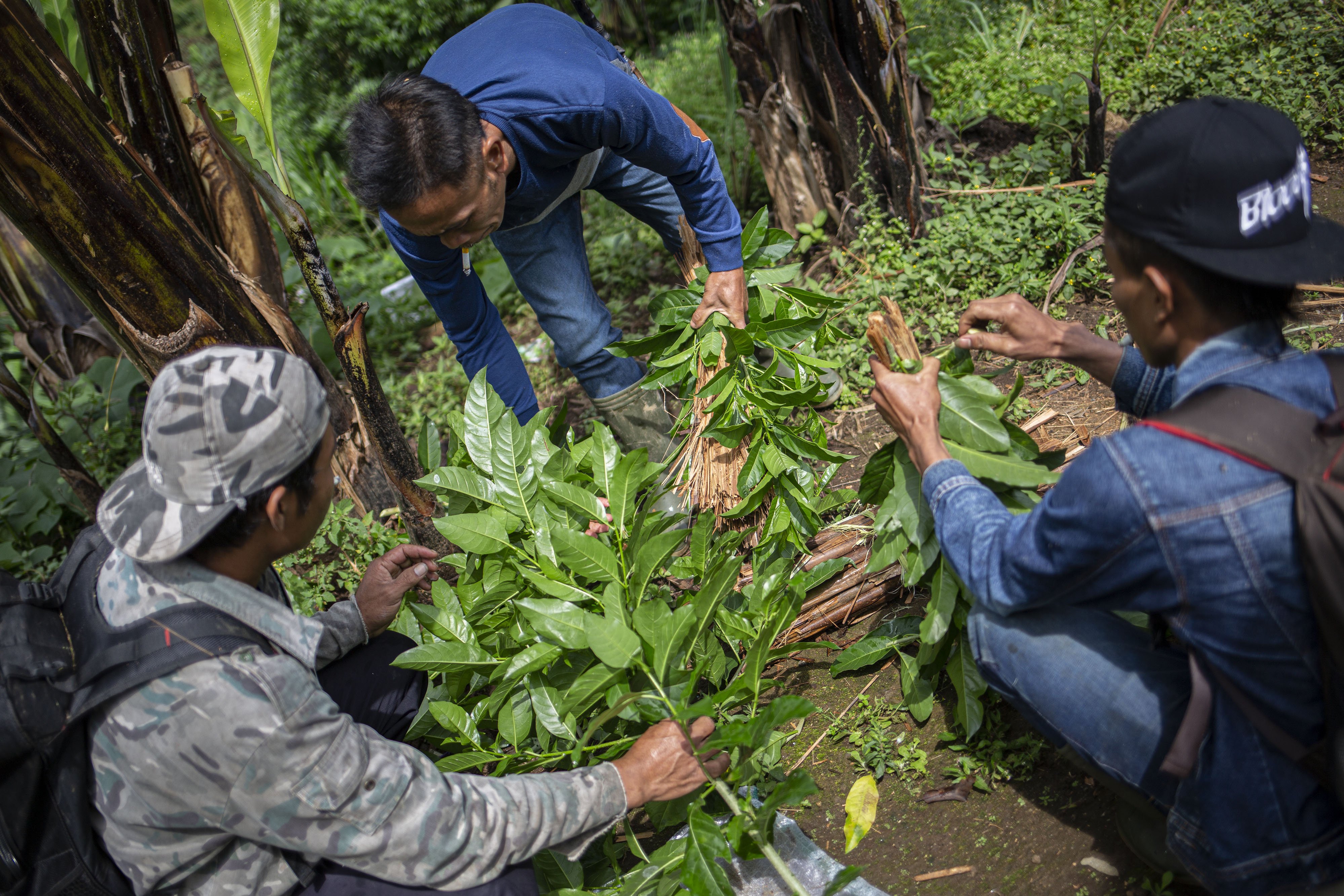 Aseng, Yayat dan Ubet menyiapkan potongan batang tepus yang dibalut dengan dedaunan untuk di bakar sebagai penangkal sengatan lebah di Kawasan Hutan Palalangon, Minggu (1/3/2020).