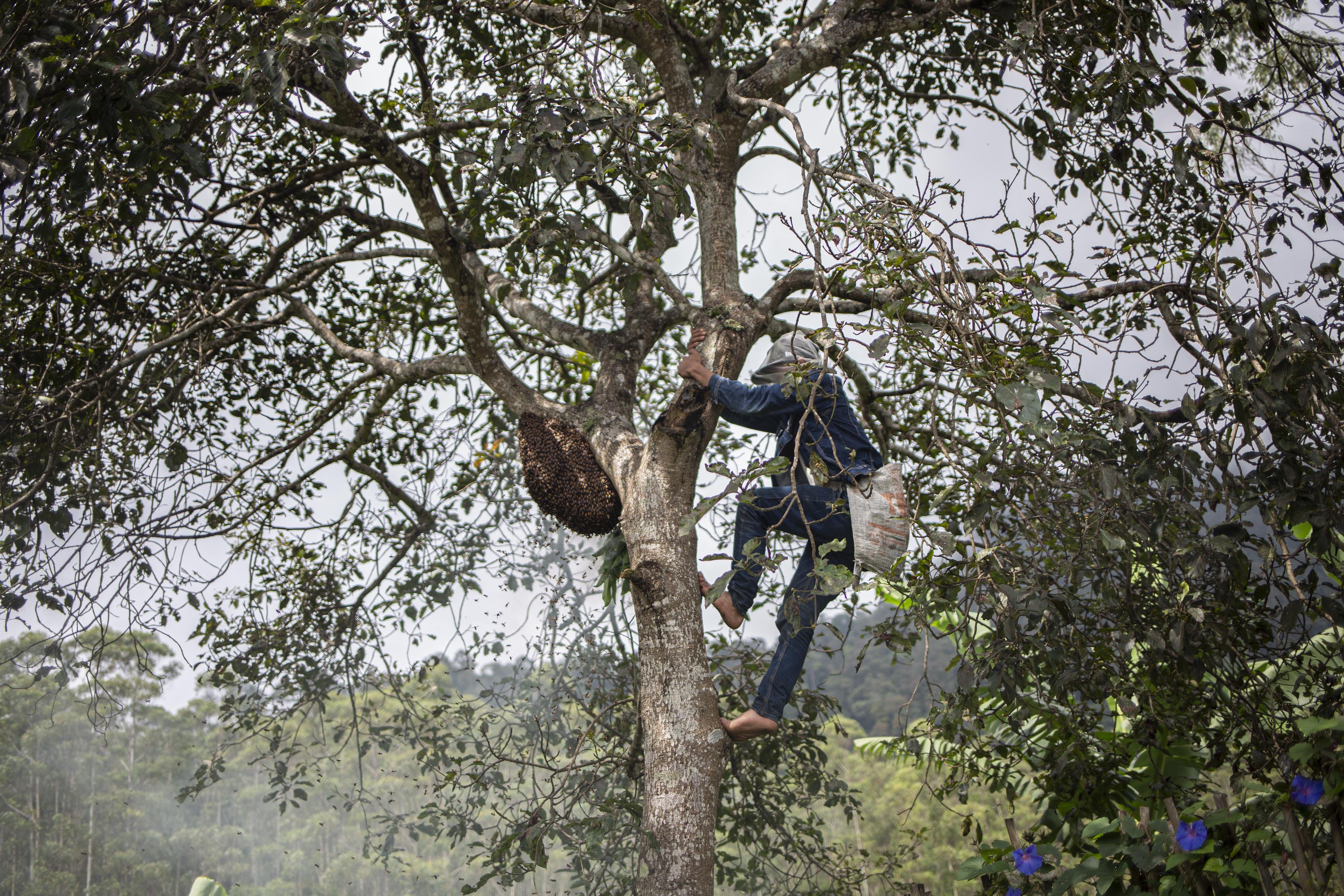 Yayat memanjat pohon untuk mengambil madu yang berada di tengah Hutan Palalangon, Minggu (1/3/2020).