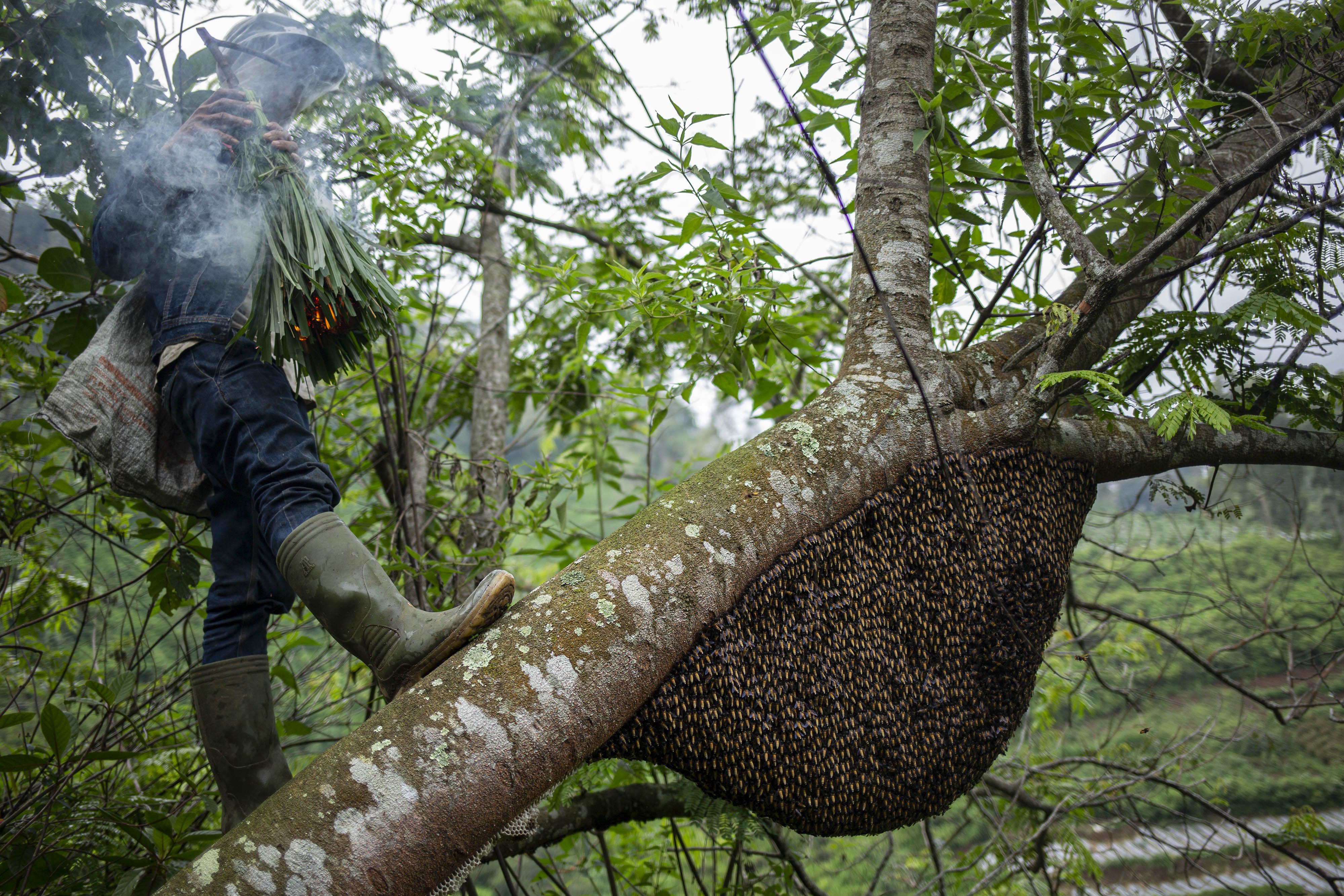 Yayat memanjat pohon serta memabawa potongan tepus yang telah dibakar untuk mengambil madu disarangnya yang berada di tengah Hutan Palalangon, Minggu (1/3/2020).
