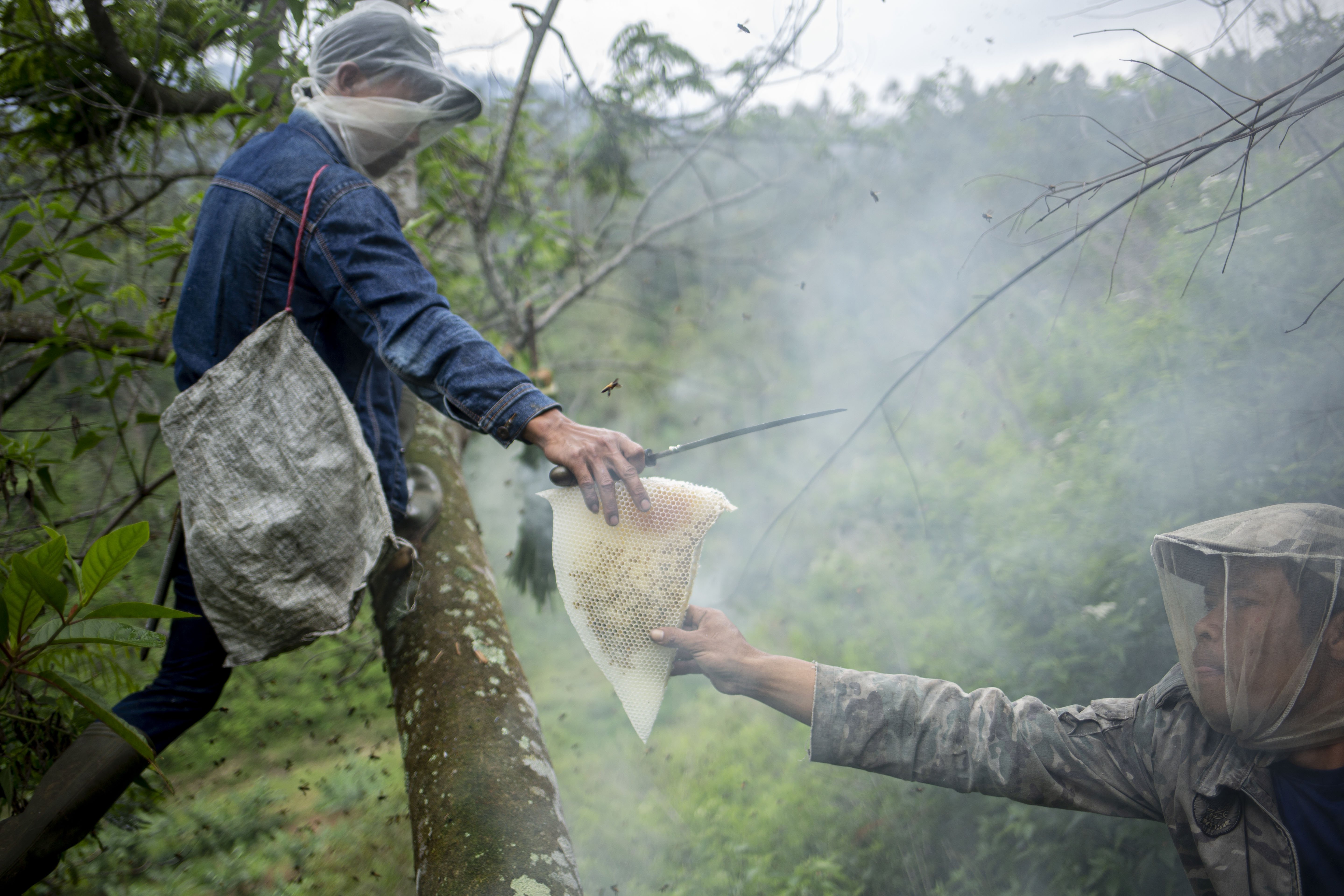 Yayat dan Ubet berhasil mengambil madu hutan dari jenis lebah dorsata di Hutan Palalangon, Minggu (1/3/2020).