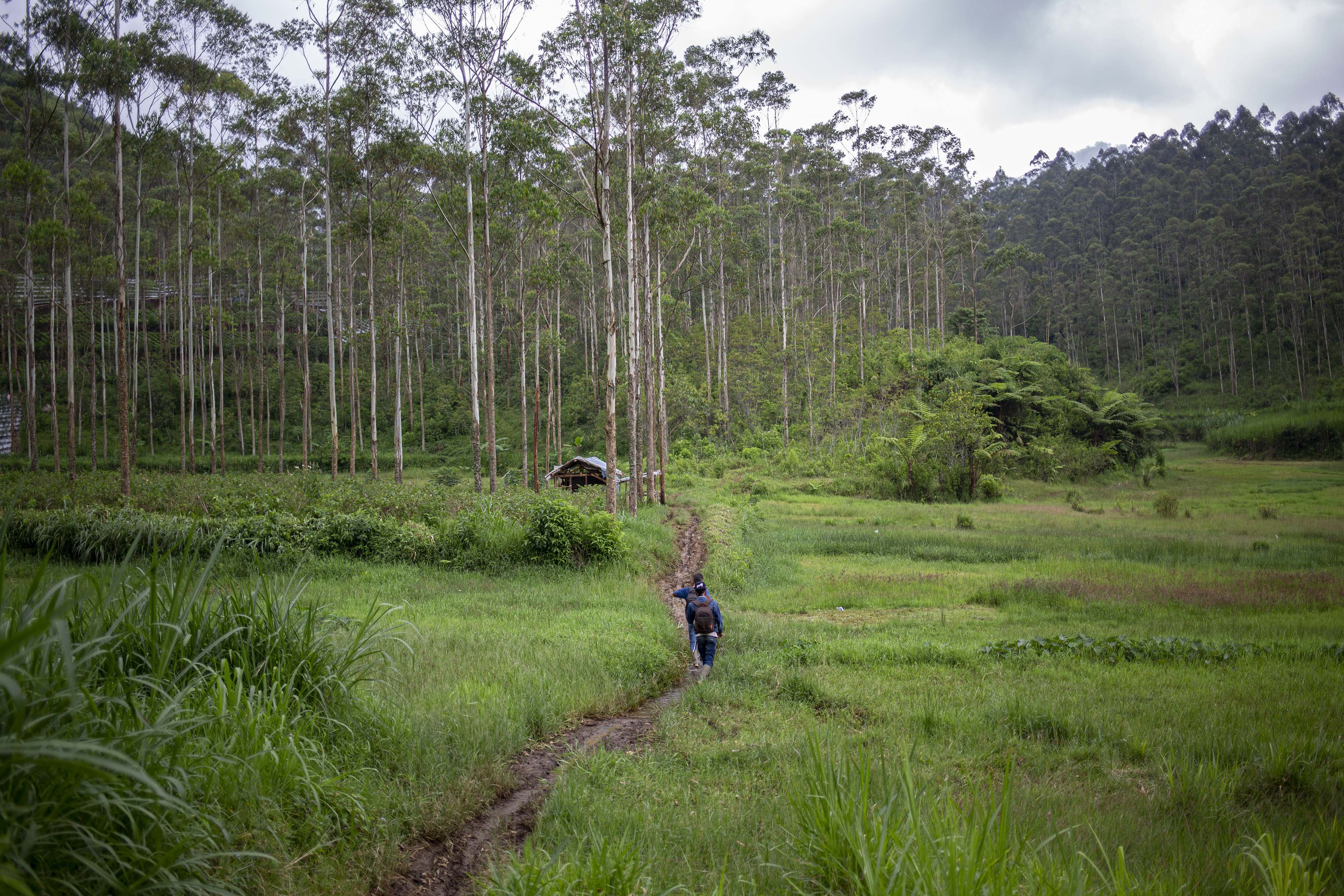 Koswara dan rekan-rekannya berjalan menuju lokasi sarang lebah di tengah Hutan Palalangon, Minggu (1/3/2020).