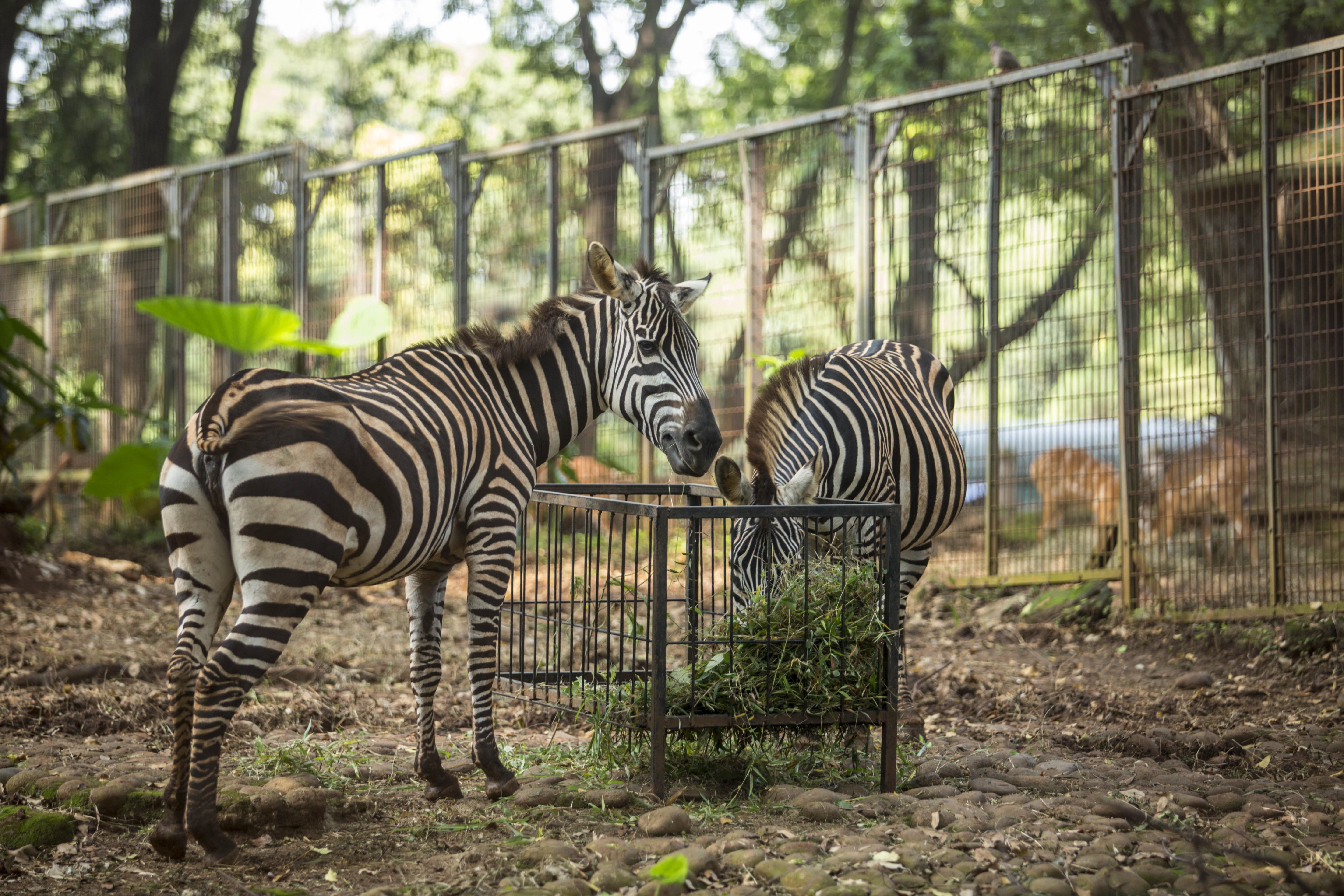Zebra di Taman Margasatwa Ragunan, Jakarta Selatan (22/4/2020). Satwa-satwa di Taman Margasatwa Ragunan terlihat lebih tenang dan fresh sejak penutupan lokasi mulai 14 Maret untuk mencegah penyebaran virus corona COVID-19.