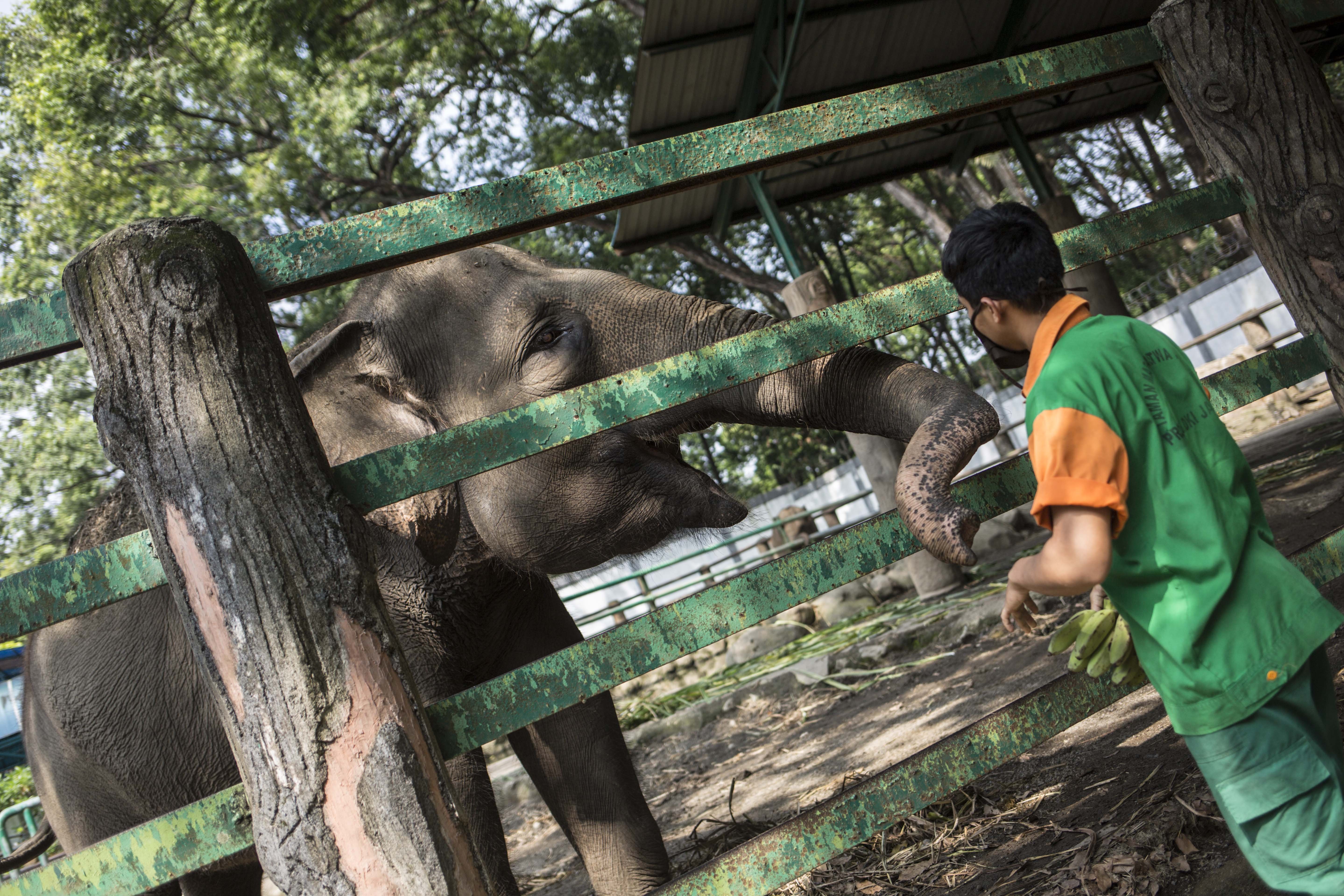 Petugas memberi makan gajah di Taman Margasatwa Ragunan, Jakarta Selatan (22/4/2020). Satwa-satwa di Taman Margasatwa Ragunan terlihat lebih tenang dan fresh sejak penutupan lokasi mulai 14 Maret untuk mencegah penyebaran virus corona COVID-19.
