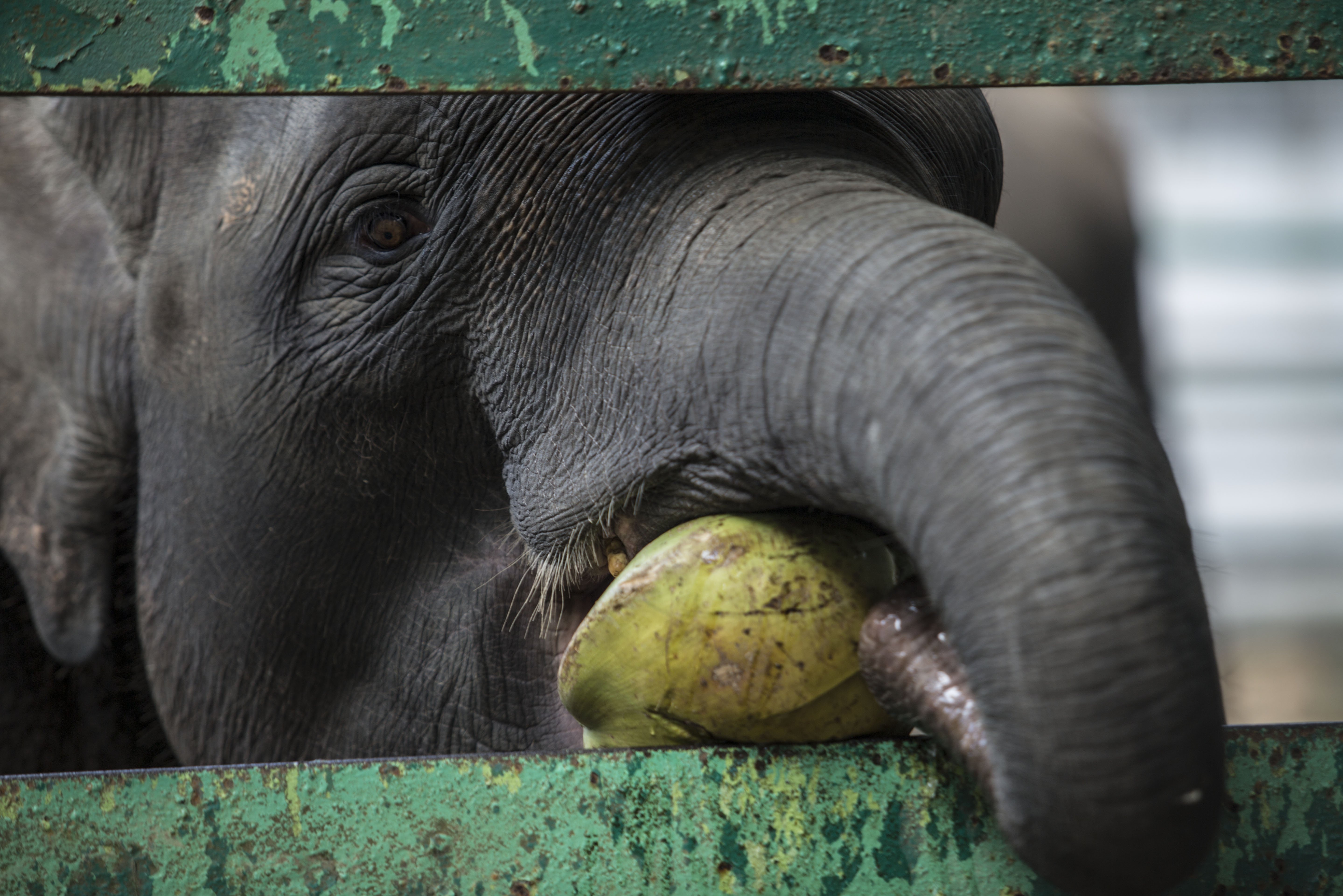 Petugas memberi makan gajah di Taman Margasatwa Ragunan, Jakarta Selatan (22/4/2020). Satwa-satwa di Taman Margasatwa Ragunan terlihat lebih tenang dan fresh sejak penutupan lokasi mulai 14 Maret untuk mencegah penyebaran virus corona COVID-19.