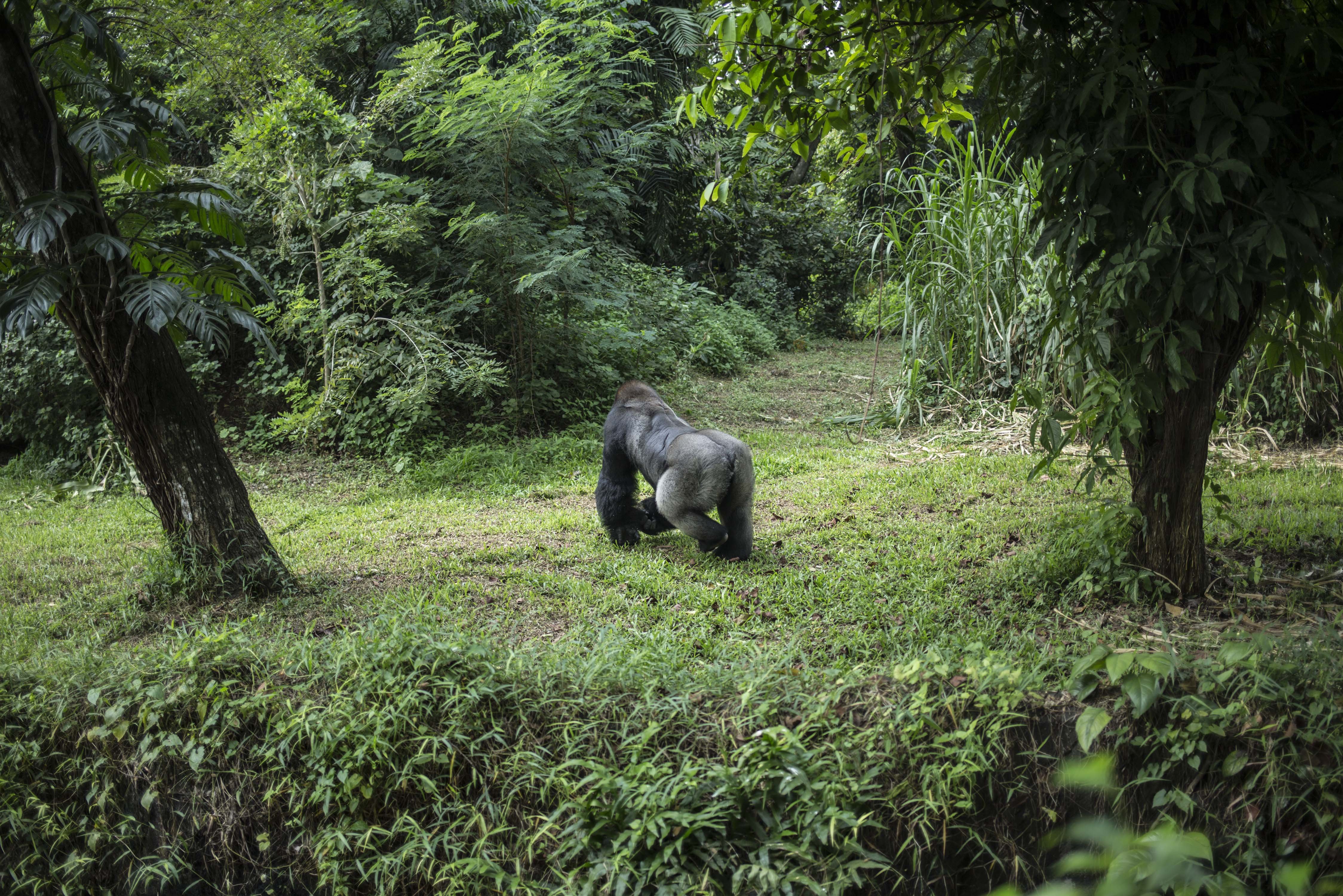 Gorila di Taman Margasatwa Ragunan, Jakarta Selatan (22/4/2020). Satwa-satwa di Taman Margasatwa Ragunan terlihat lebih tenang dan fresh sejak penutupan lokasi mulai 14 Maret untuk mencegah penyebaran virus corona COVID-19.