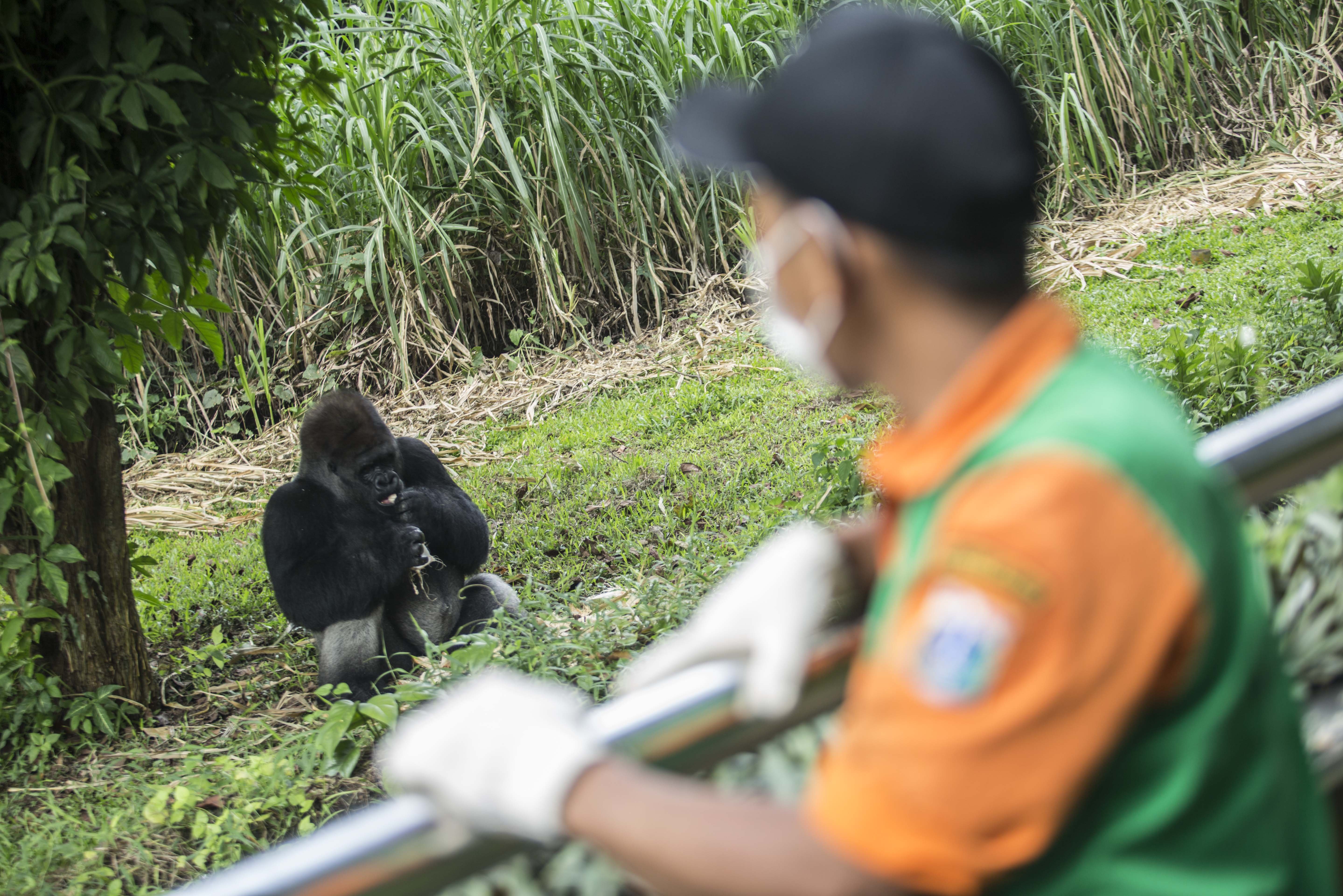 Petugas memberi makan gorila di Taman Margasatwa Ragunan, Jakarta Selatan (22/4/2020). Satwa-satwa di Taman Margasatwa Ragunan terlihat lebih tenang dan fresh sejak penutupan lokasi mulai 14 Maret untuk mencegah penyebaran virus corona COVID-19.