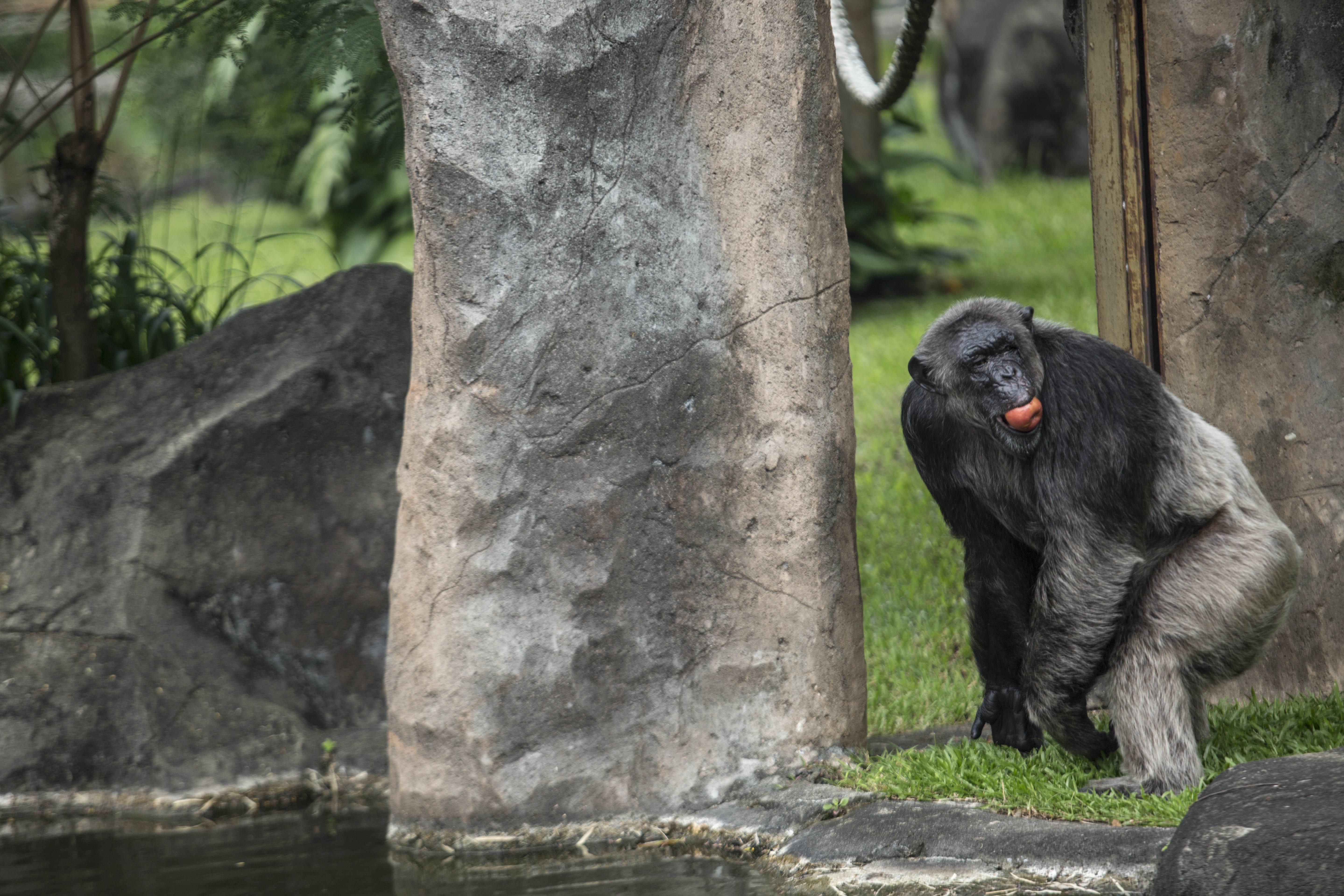Primata di Taman Margasatwa Ragunan, Jakarta Selatan (22/4/2020). Satwa-satwa di Taman Margasatwa Ragunan terlihat lebih tenang dan fresh sejak penutupan lokasi mulai 14 Maret untuk mencegah penyebaran virus corona COVID-19.