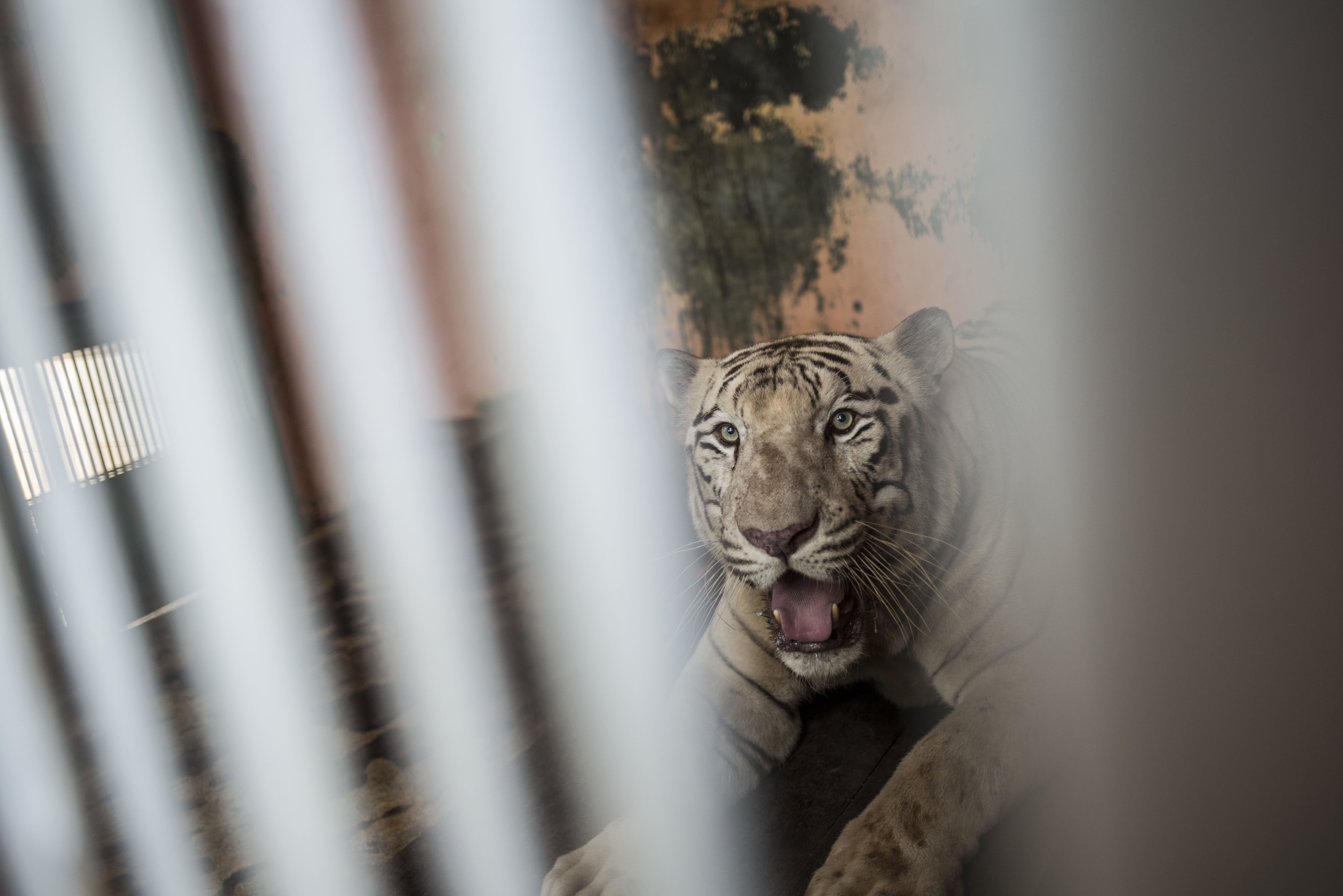 Harimau di Taman Margasatwa Ragunan, Jakarta Selatan (22/4/2020). Satwa-satwa di Taman Margasatwa Ragunan terlihat lebih tenang dan fresh sejak penutupan lokasi mulai 14 Maret untuk mencegah penyebaran virus corona COVID-19.