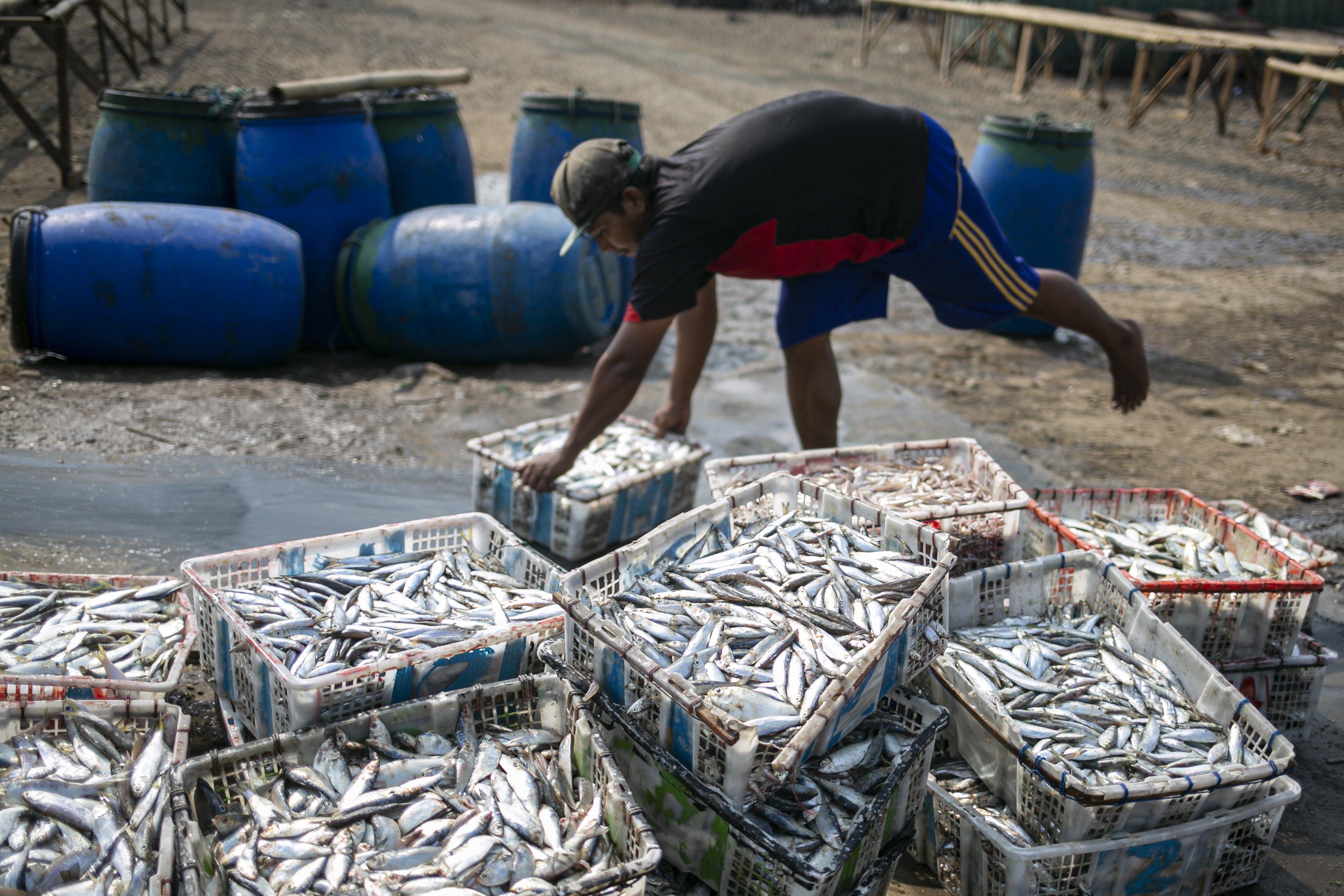 Sejumlah nelayan memilah ikan hasil tangkapan di Kampung Nelayan, Jakarta Utara, Minggu (9/8/2020). Kesatuan Nelayan Tradisional Indonesia (KNTI) mengklaim penurunan penjualan tangkapan nelayan mencapai 21 persen dan pendapatan hingga 90 persen akibat merebaknya virus covid-19.