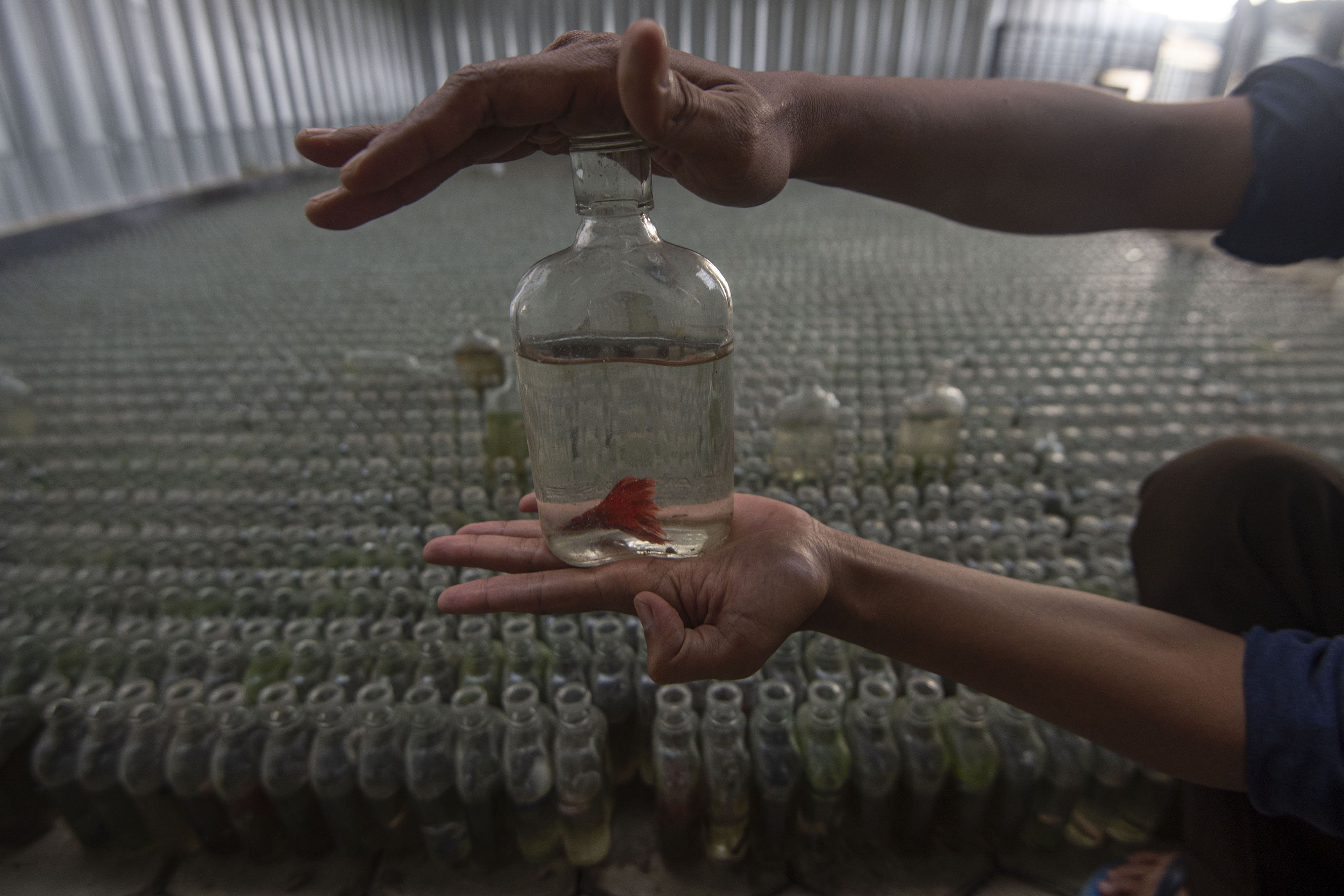Peternak menunjukkan ikan cupang yang memasuki tahap pemisahan (soliter) pada botol-botol di salah satu peternkan di Bogor, Jawa Barat.