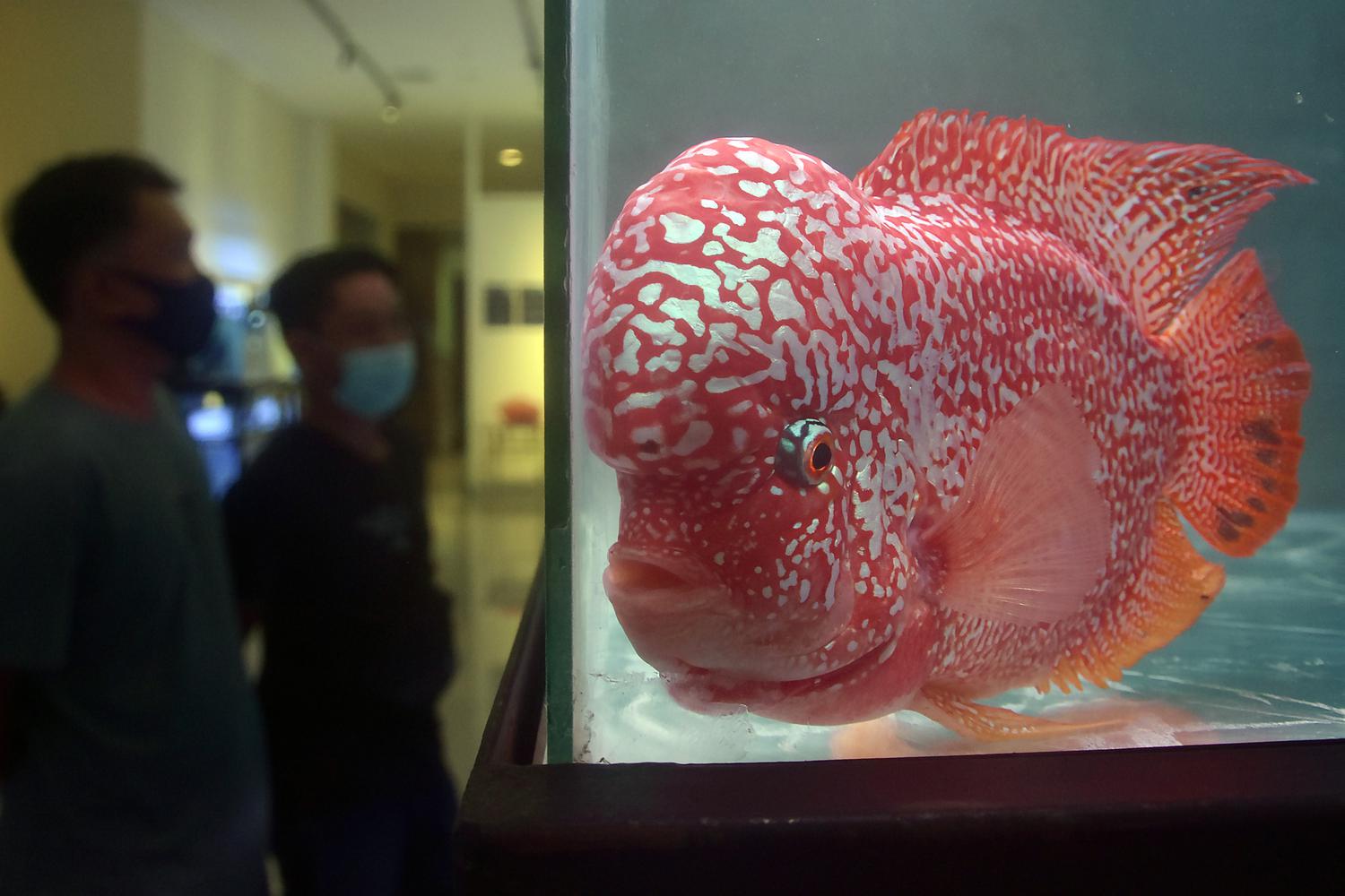 PAMERAN DAN LOMBA IKAN DI DENPASAR