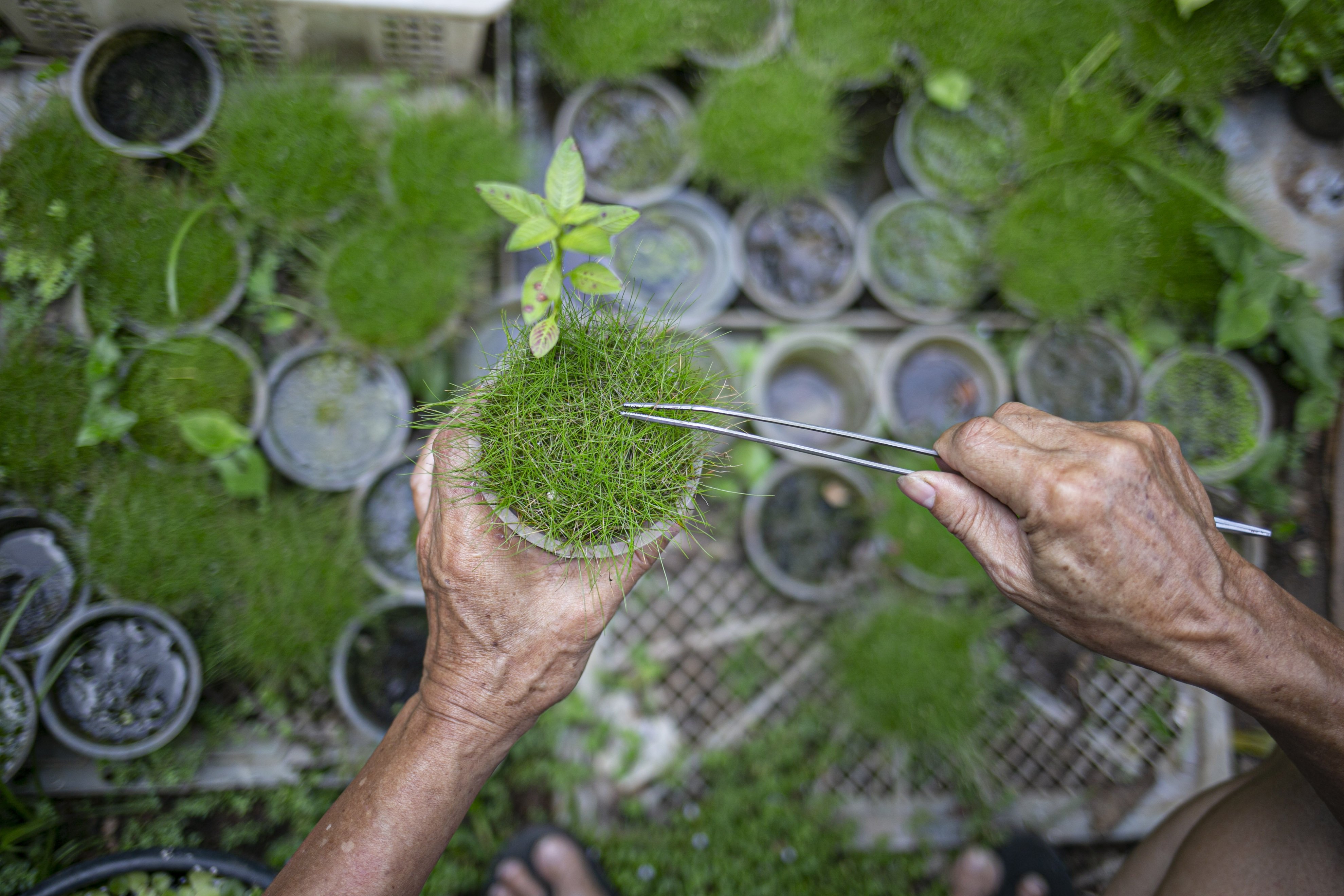 Iskandar (63), mempersiapkan tanaman untuk aquascape mini di Ciputat, Tangerang Selatan, Jumat (13/11).