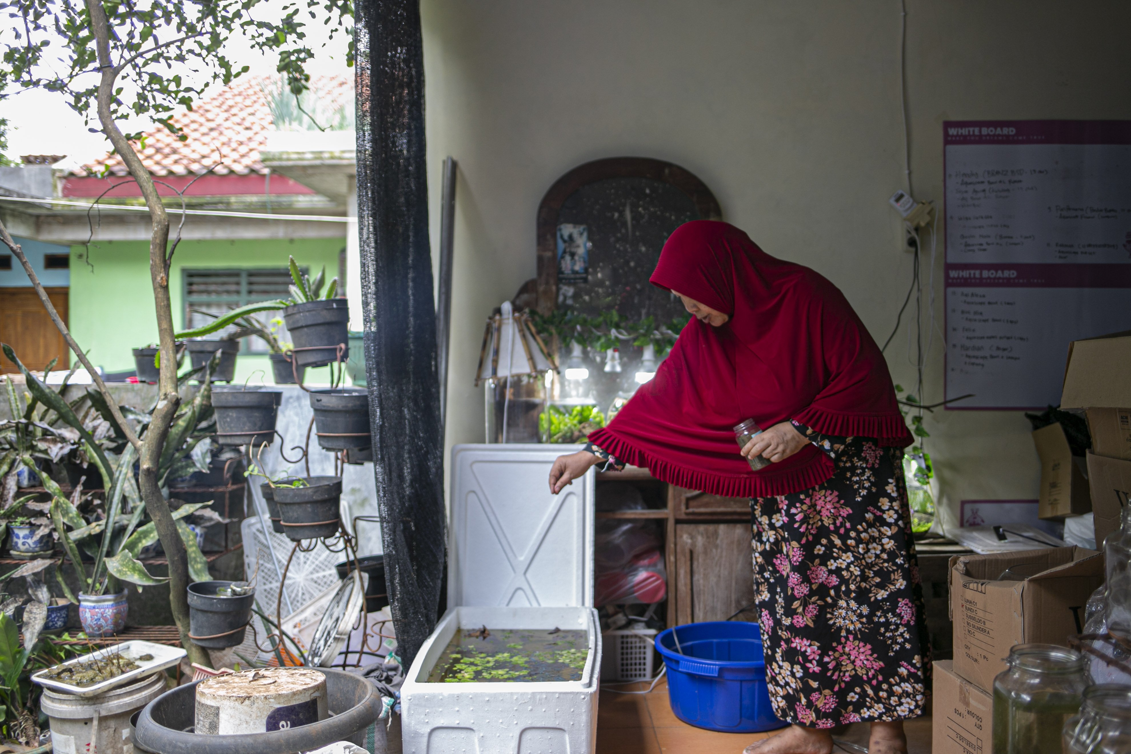 Ratna (58), memberi makan ikan hias untuk pembuatan aquascape mini di Ciputat, Tangerang Selatan, Jumat (13/11).