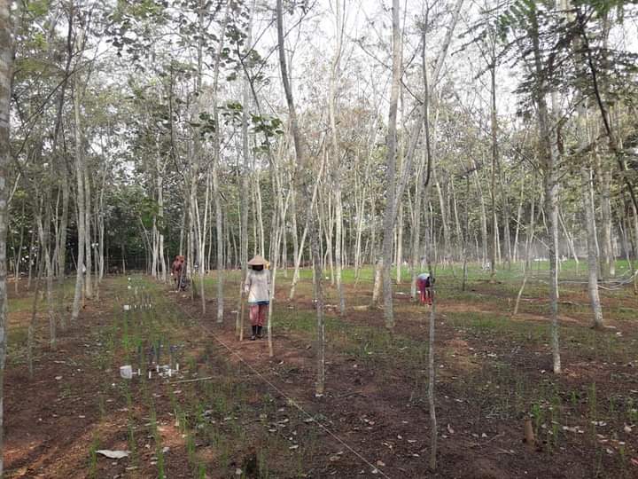 Kawasan hutan produksi UPTD KPH Gedong Wani di Register 40 