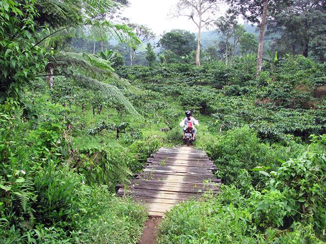 Hutan di Kecamatan Tanggul, Kabupaten Jember, Jawa Timur 