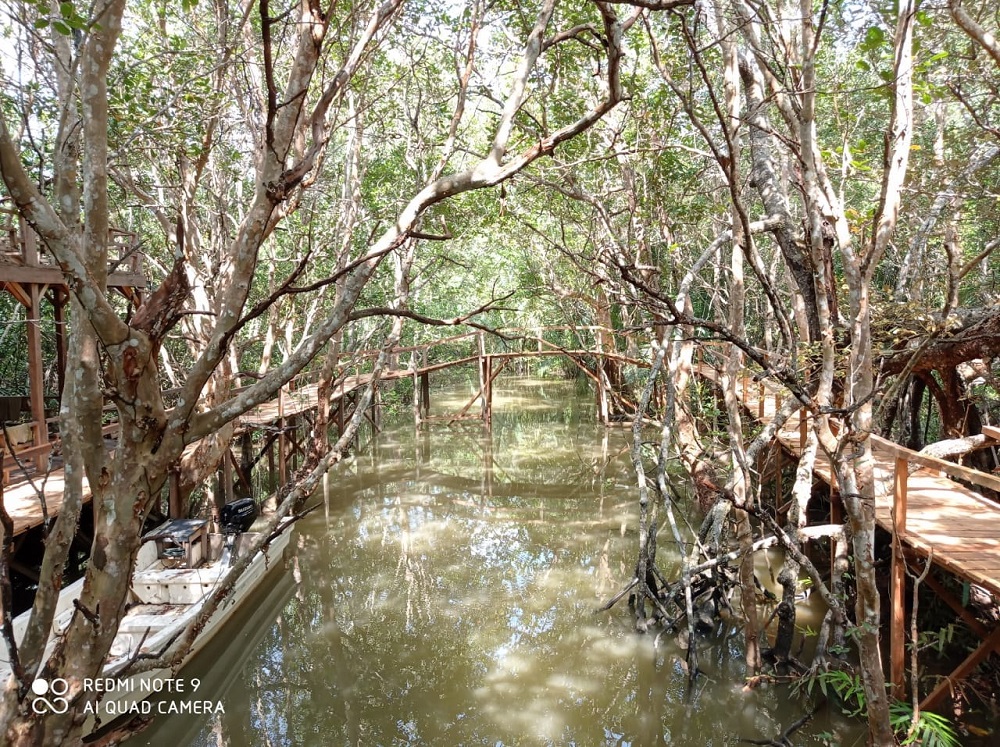 Area wisata mangrove