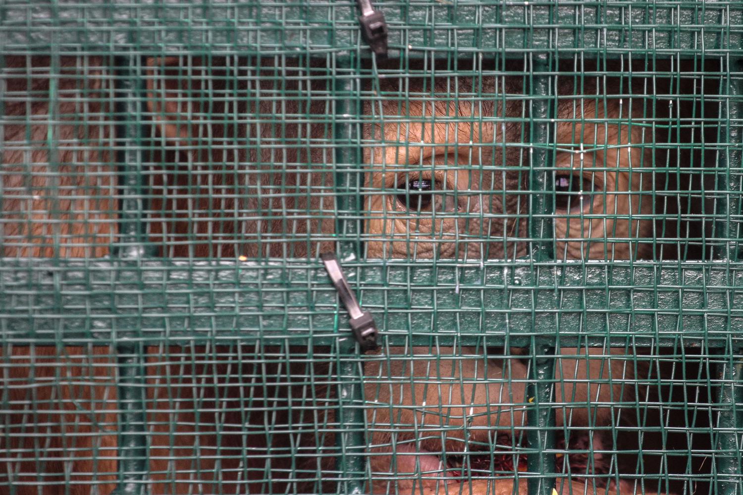 Salah satu dari sembilan orangutan berada di dalam kandang di saat Repatriasi Orangutan Sumatra (Pongo abelii) dari Malaysia ke Indonesia, di Terminal Kargo Bandara Kualanamu Deli Serdang, Sumatera Utara, Jumat (18/12/2020).